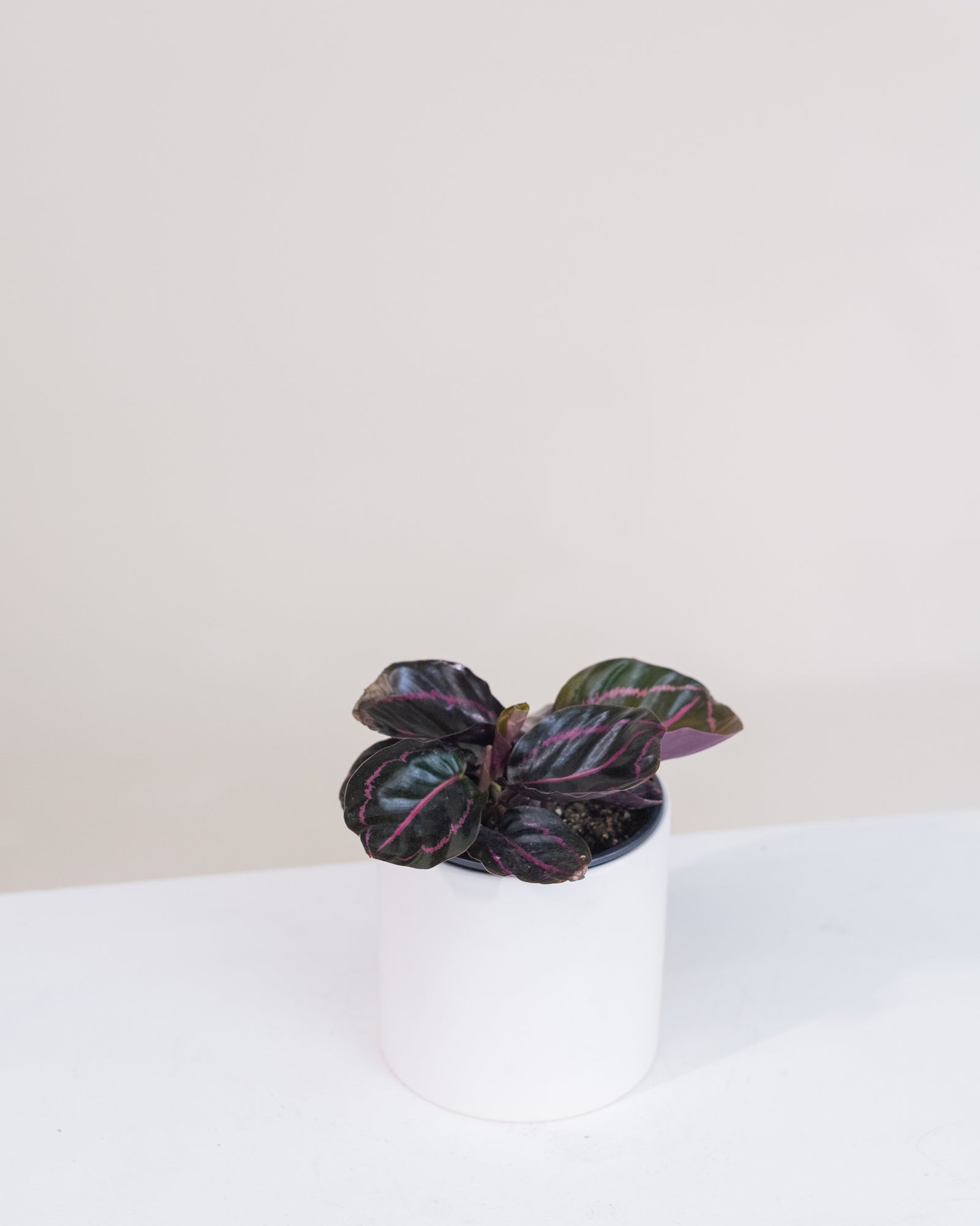 Calathea roseopicta « Dottie »