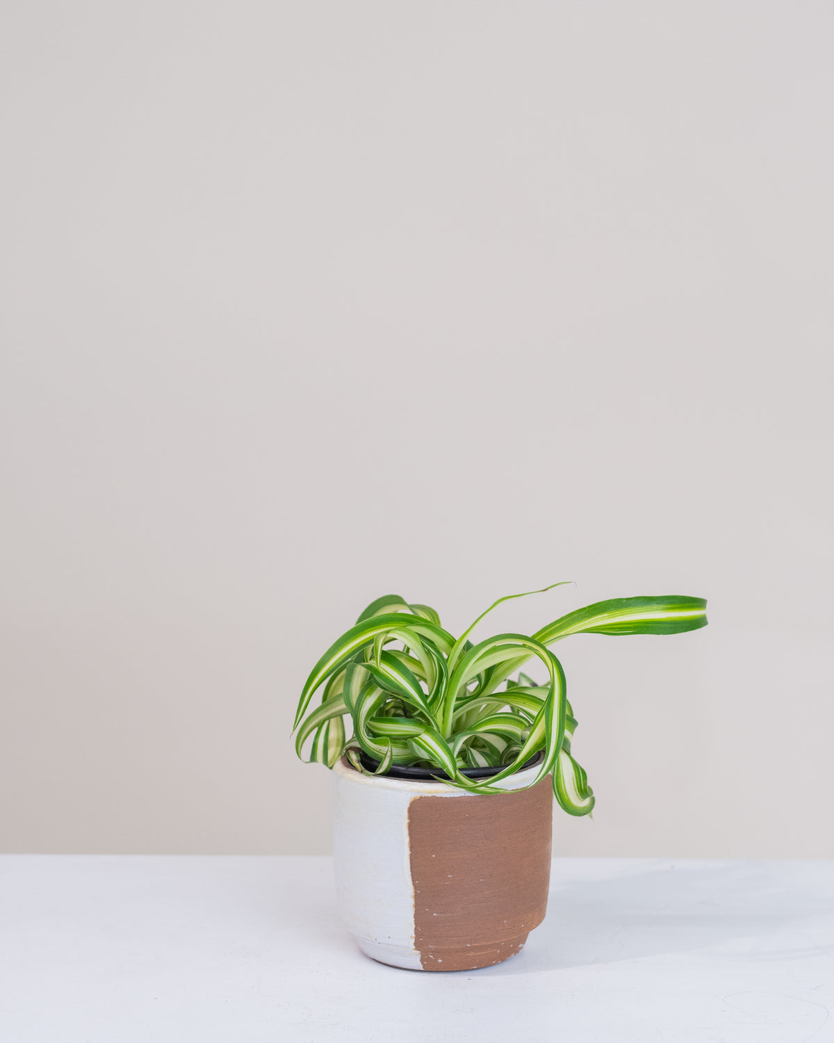 Chlorophytum comosum « Bonnie »