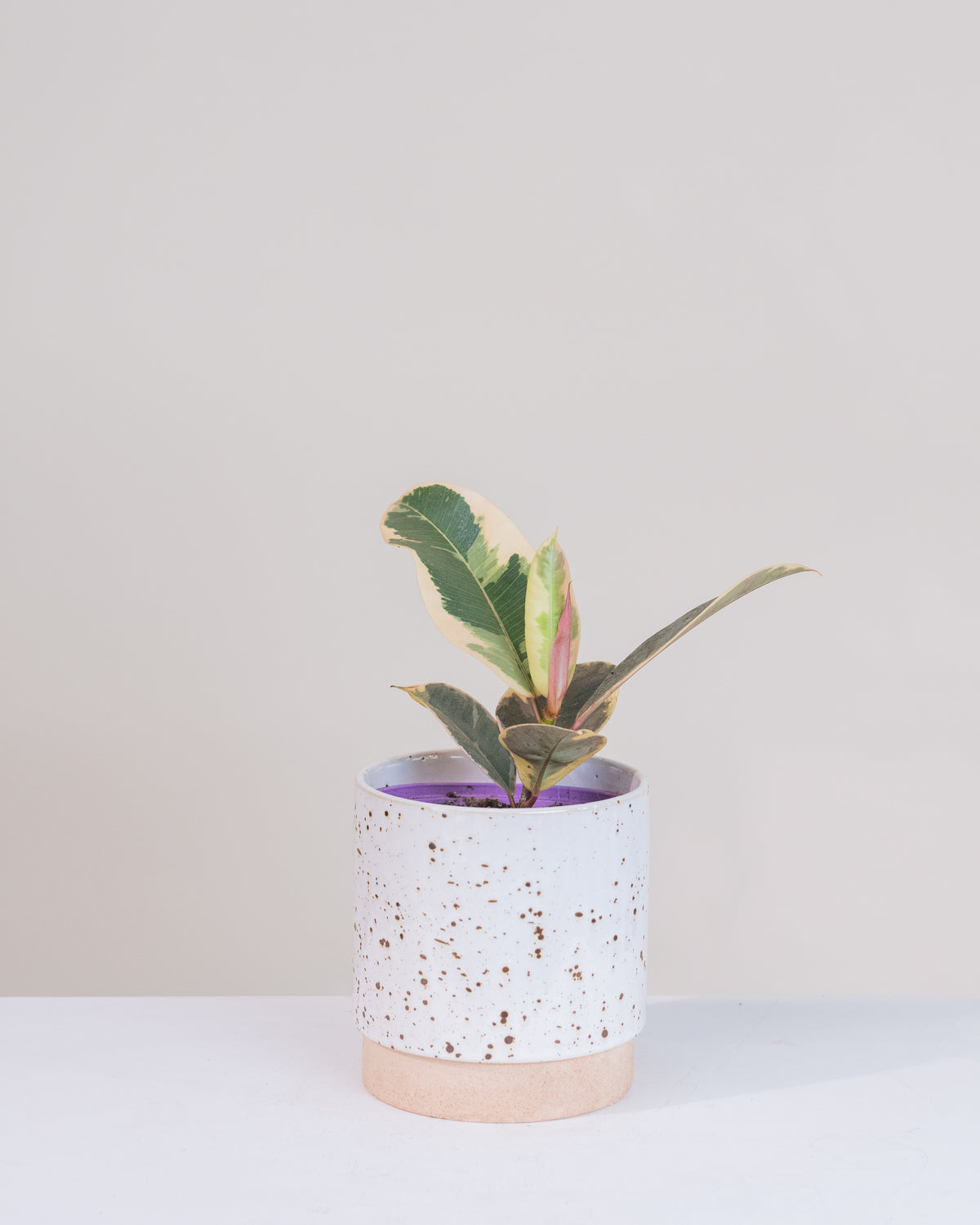 Ficus elastica « Tineke »