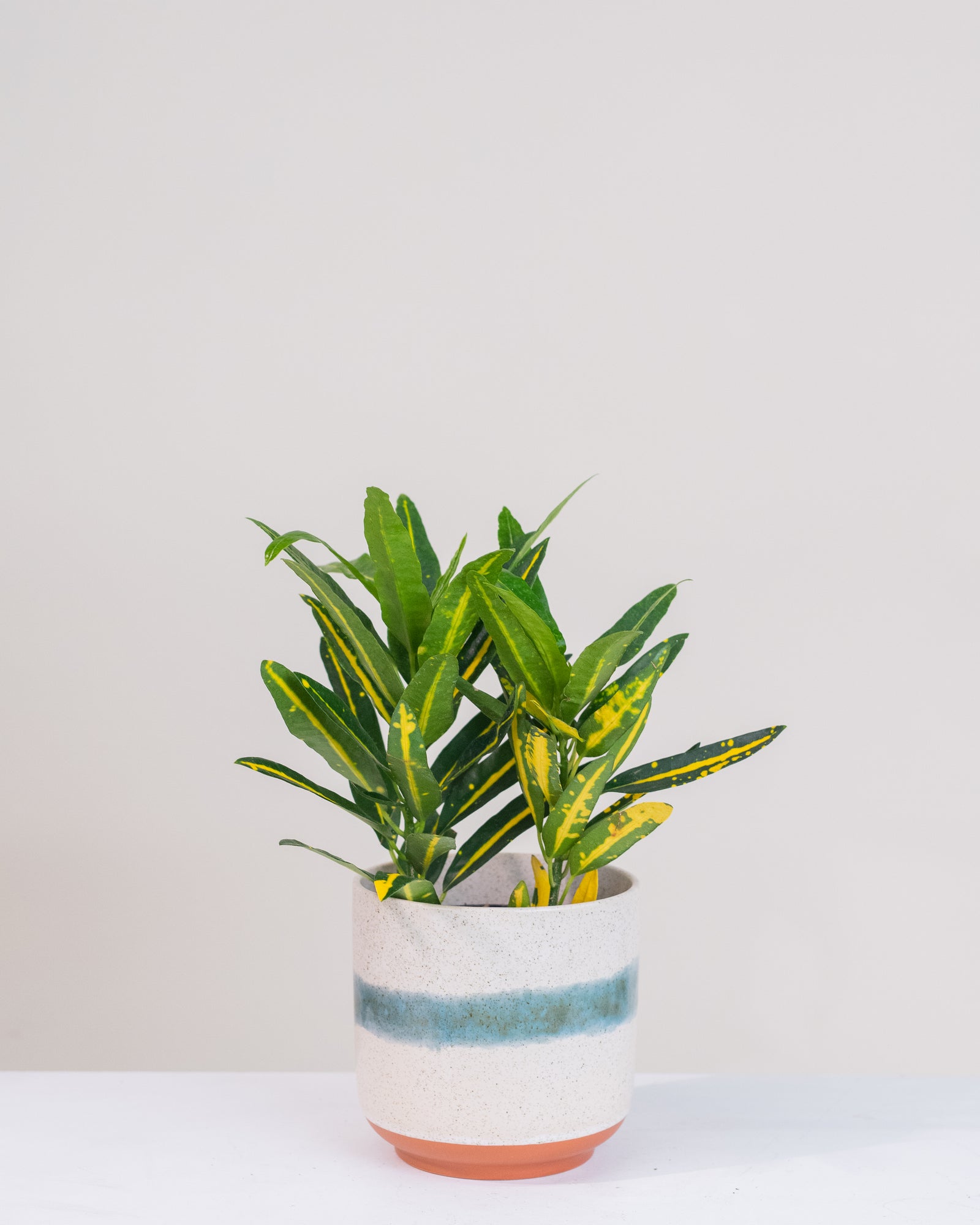 Codiaeum variegatum « Banana »
