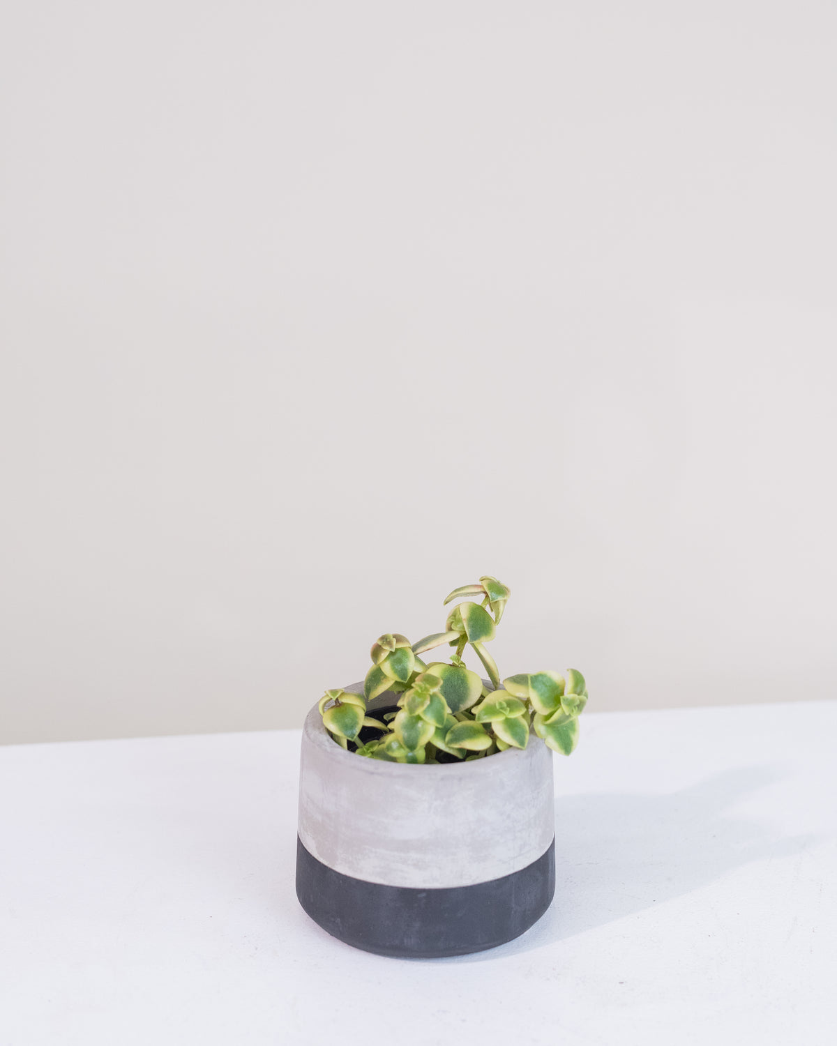 Crassula marginalis « Calico Kitten »