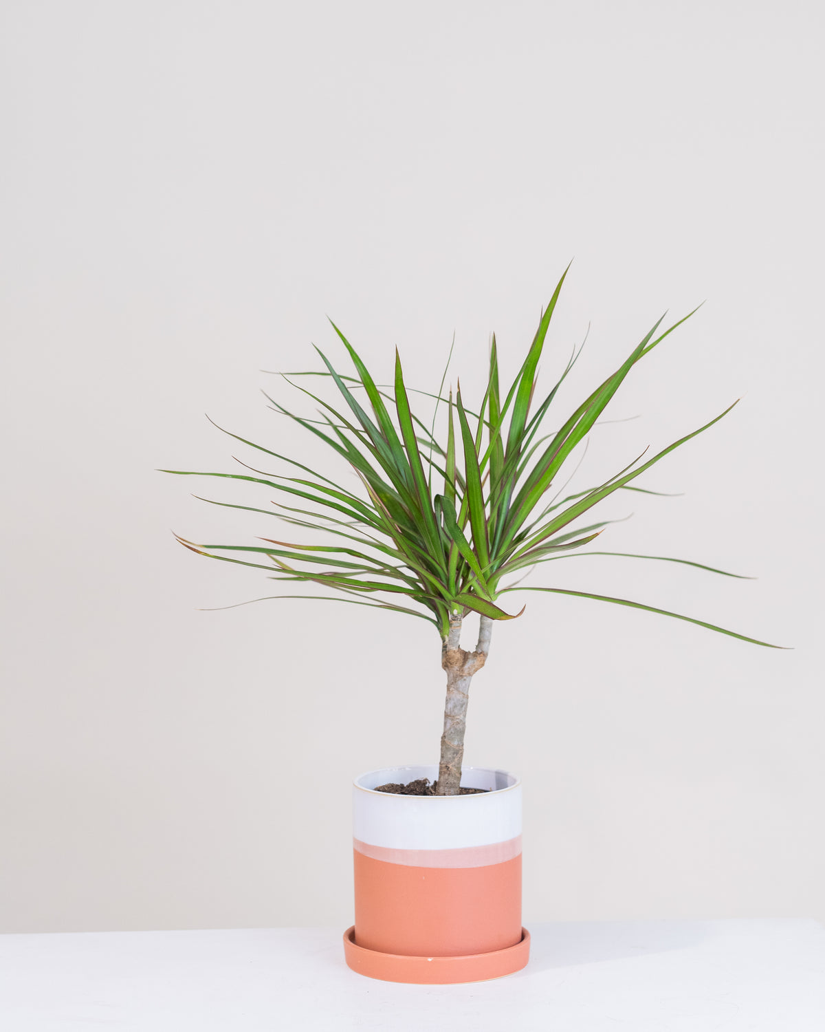 Dracaena marginata