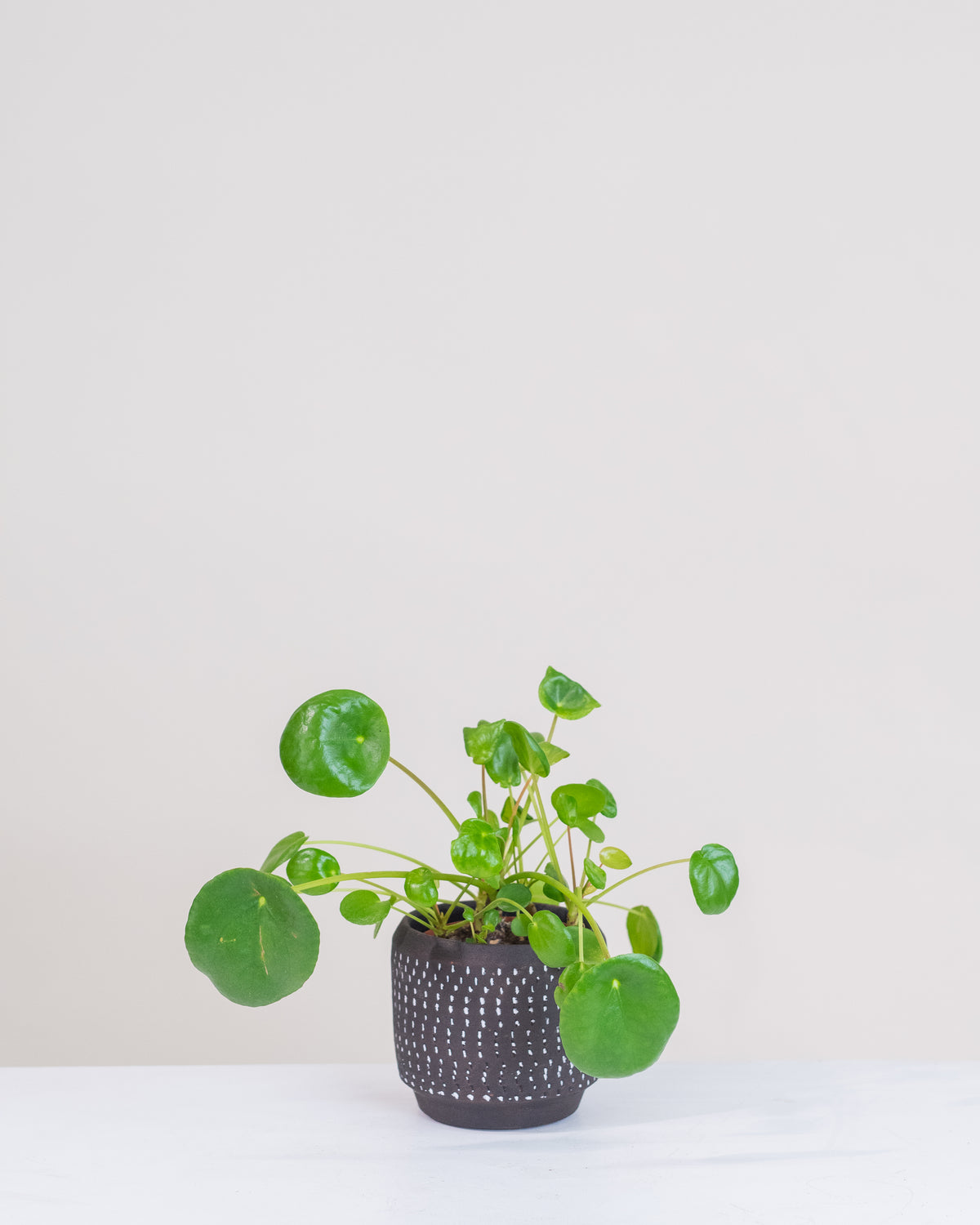 Pilea peperomioides