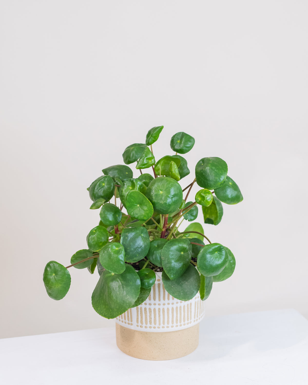 Pilea peperomioides