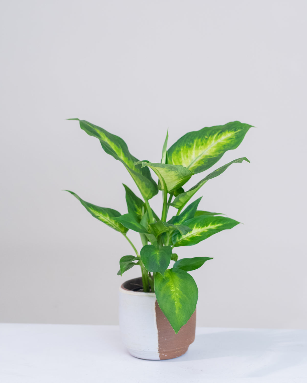 Dieffenbachia « Camille »