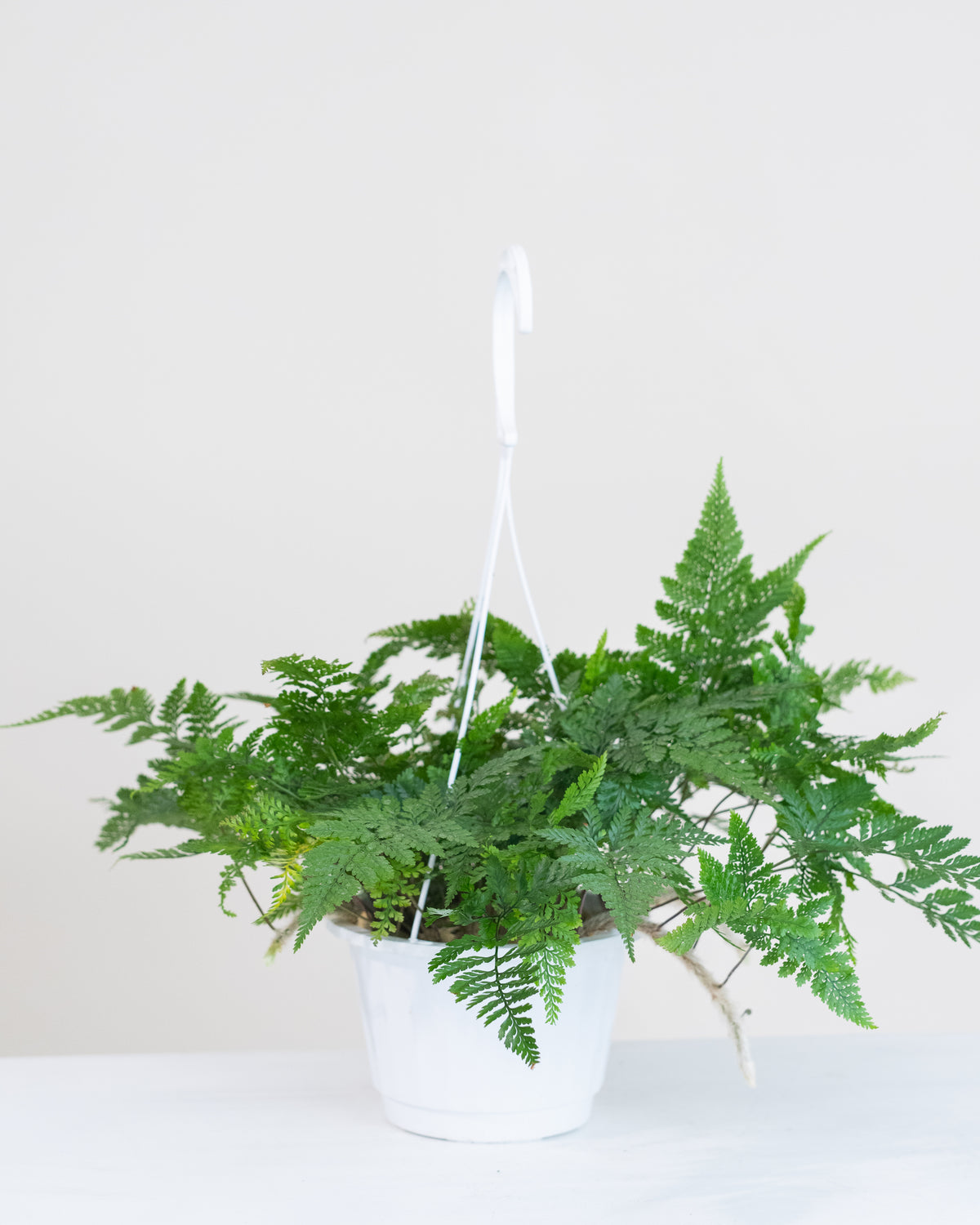 Davallia mariesii « Pattes de lapin »