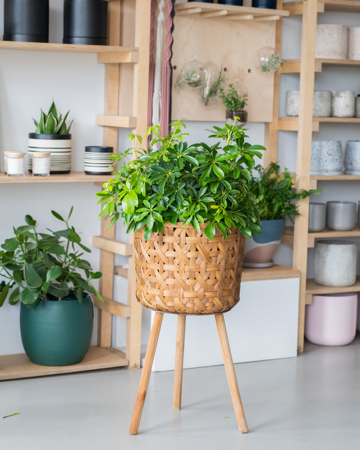 Schefflera arboricola