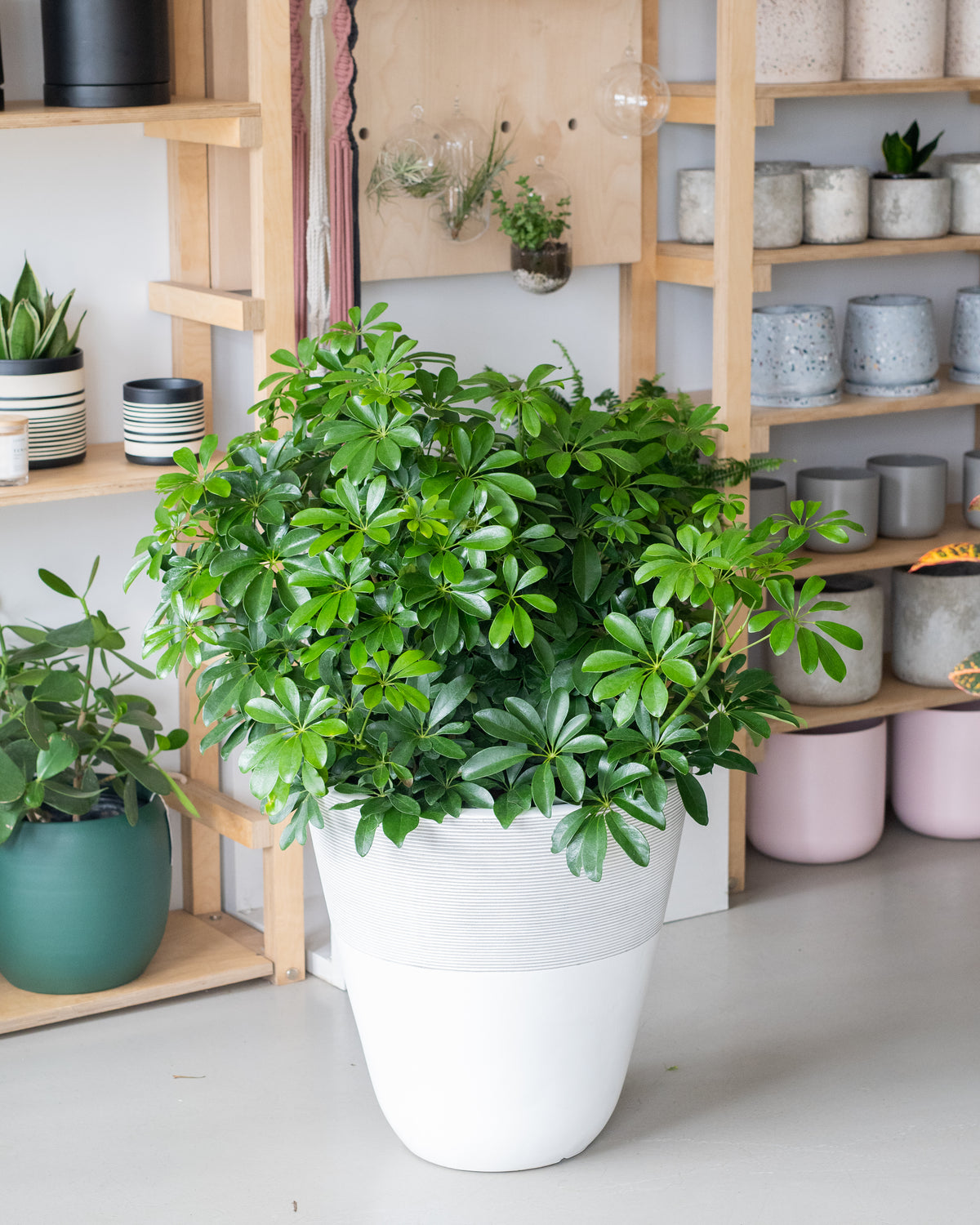 Schefflera arboricola