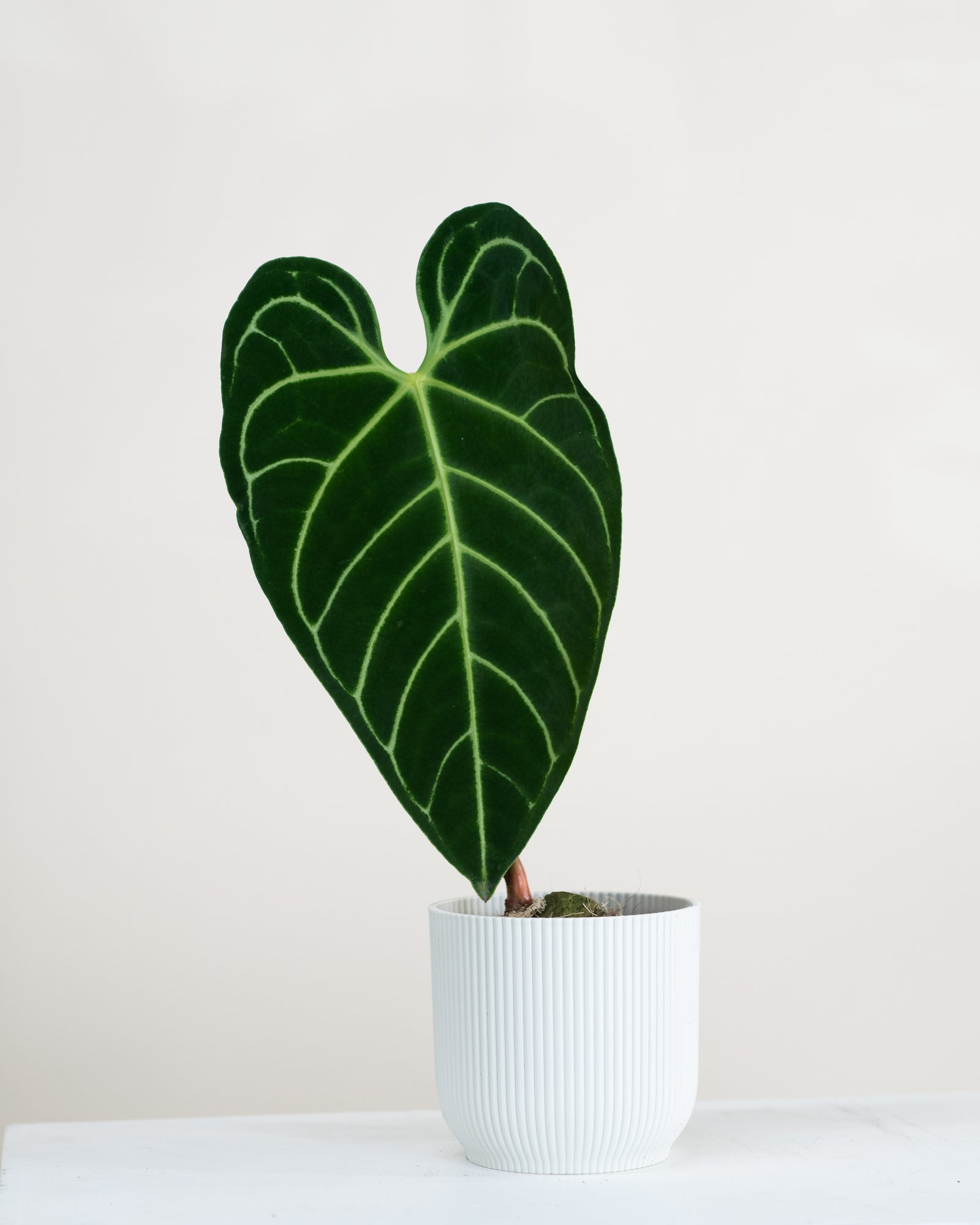 Anthurium regale