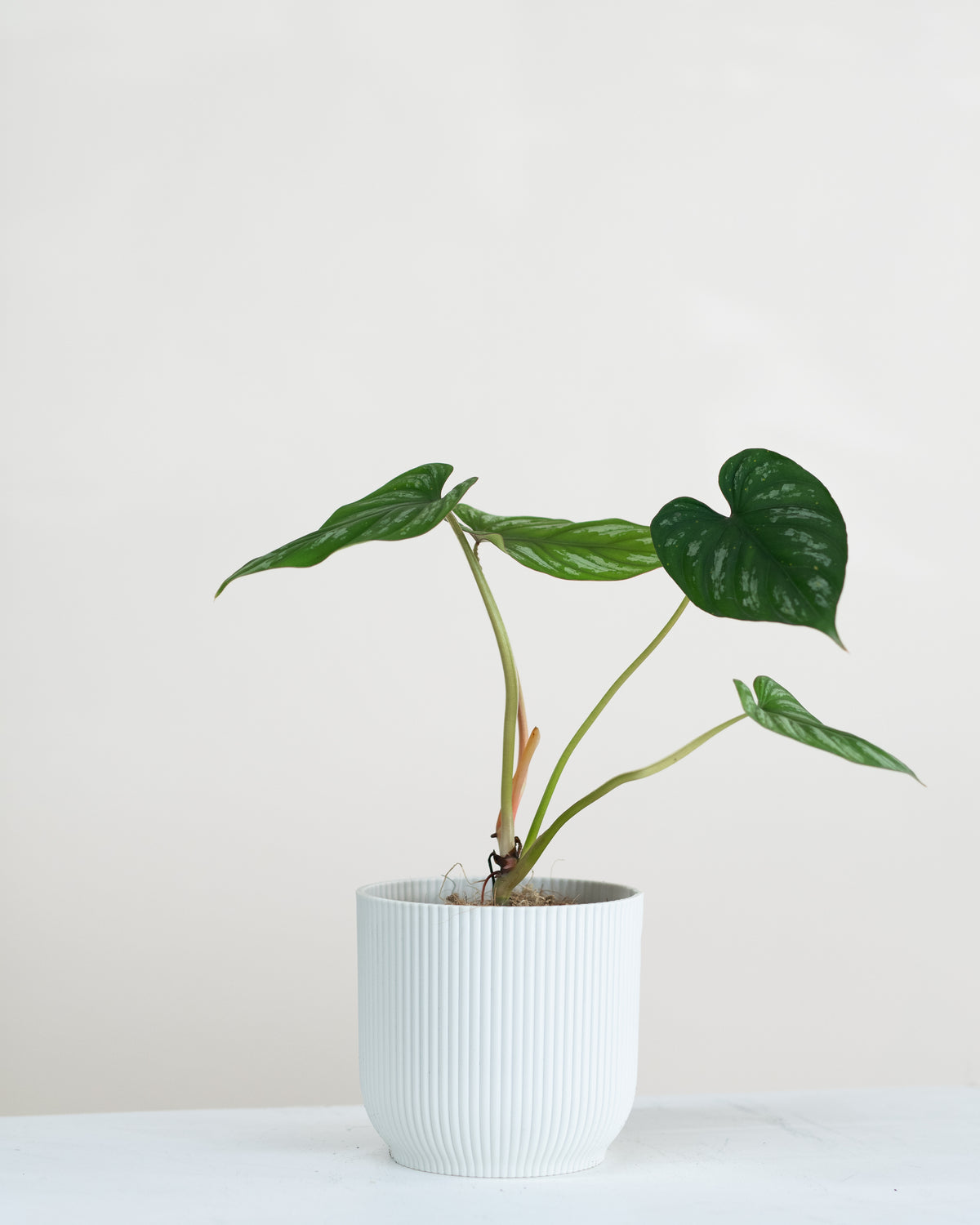 Philodendron Mamei