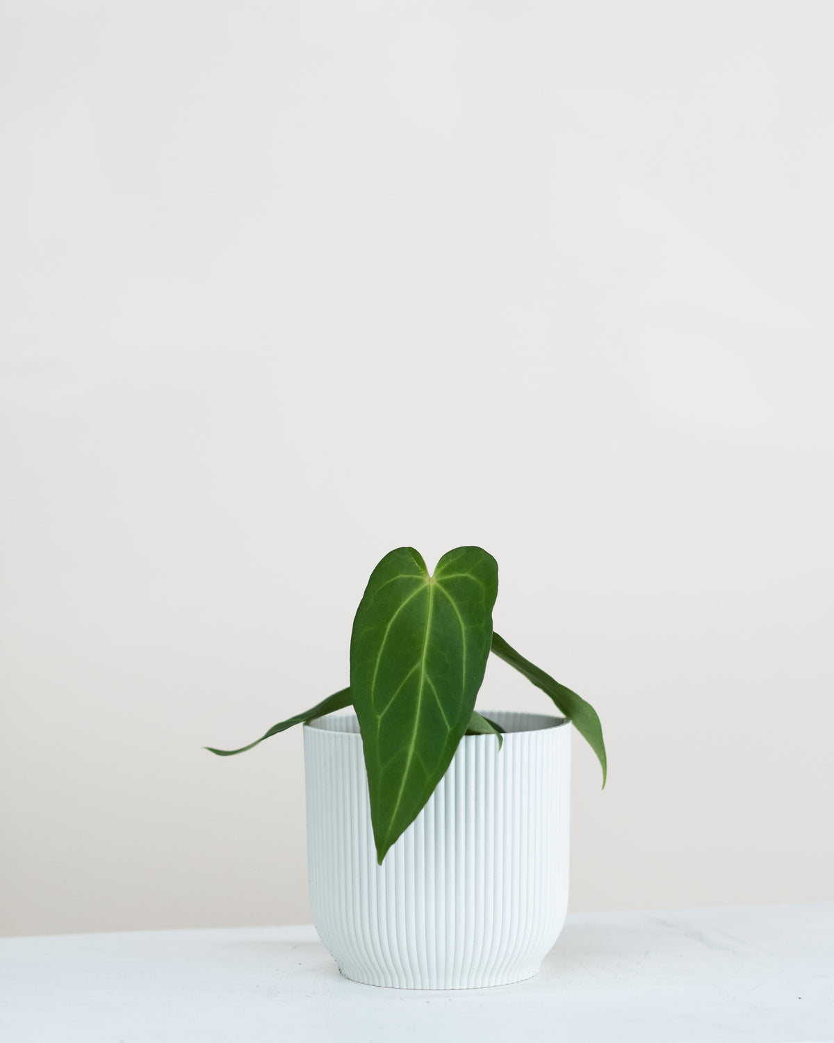 Anthurium magnificum