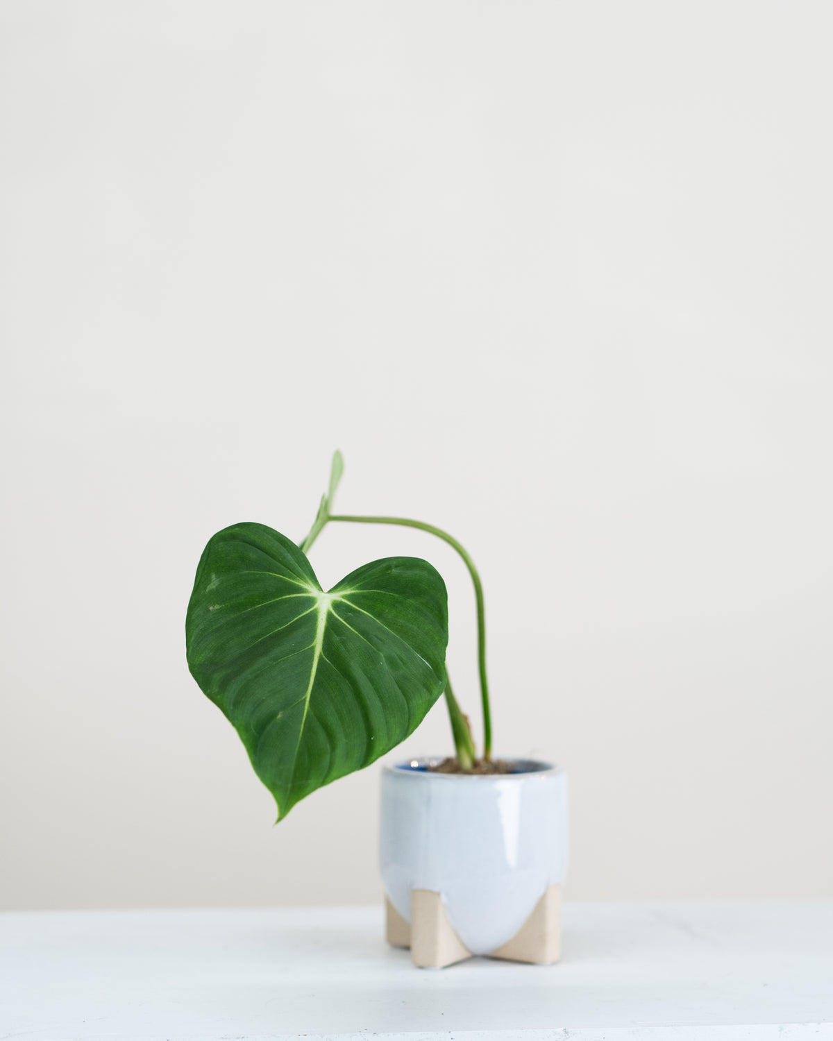 Philodendron gloriosum