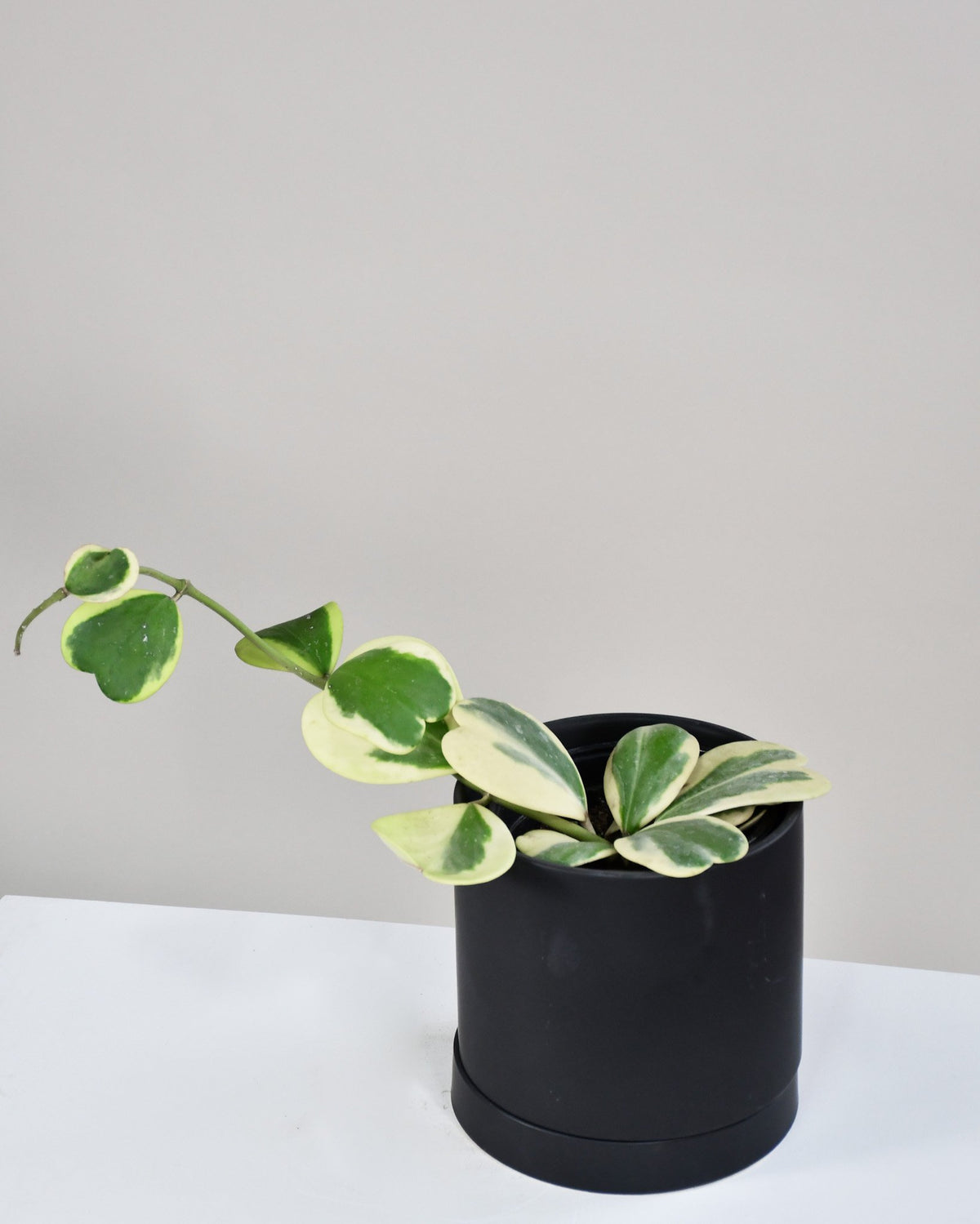 Hoya kerri « Variegata »