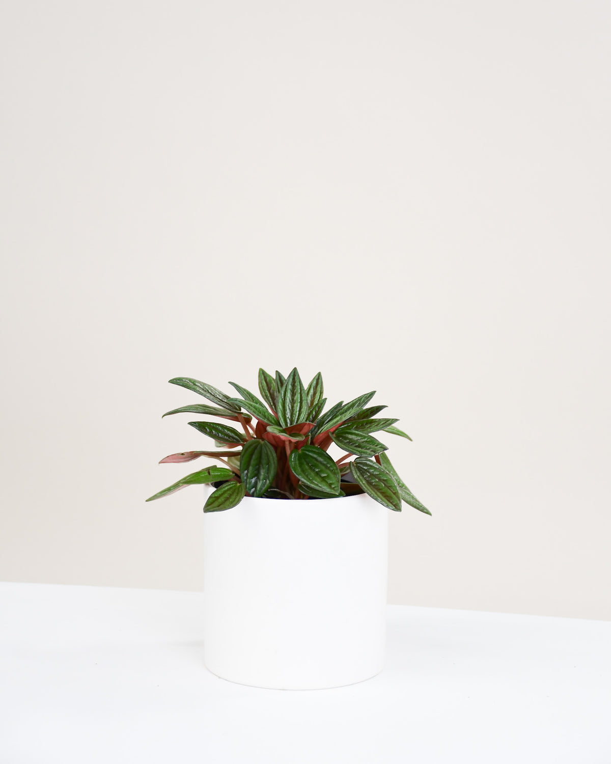 Peperomia caperata "Rosso"