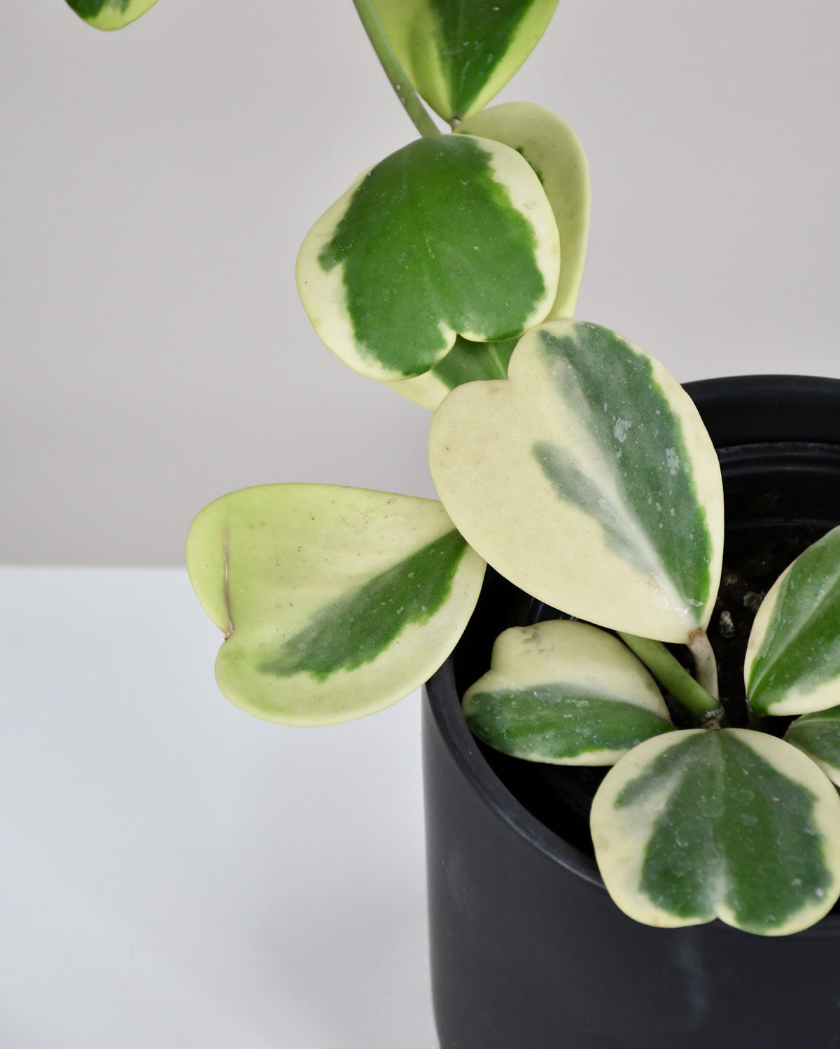 Hoya kerri « Variegata »