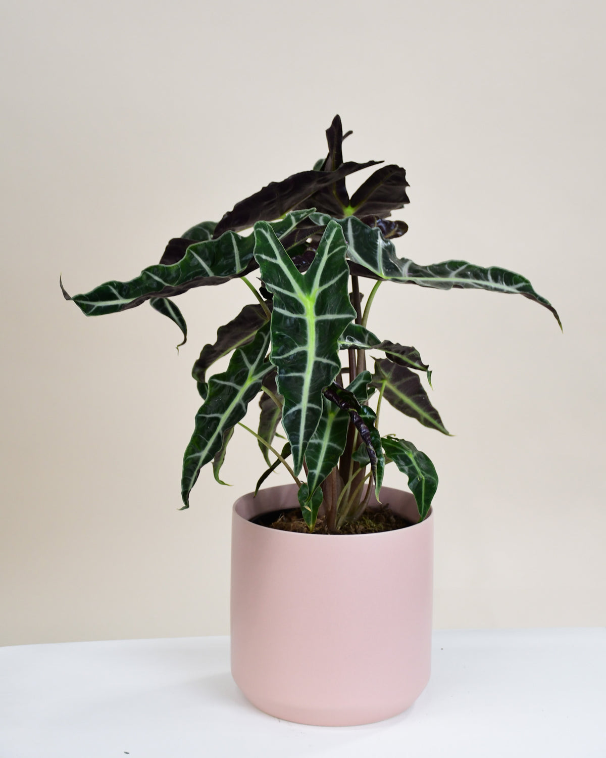 Alocasia Amazonica « Polly »