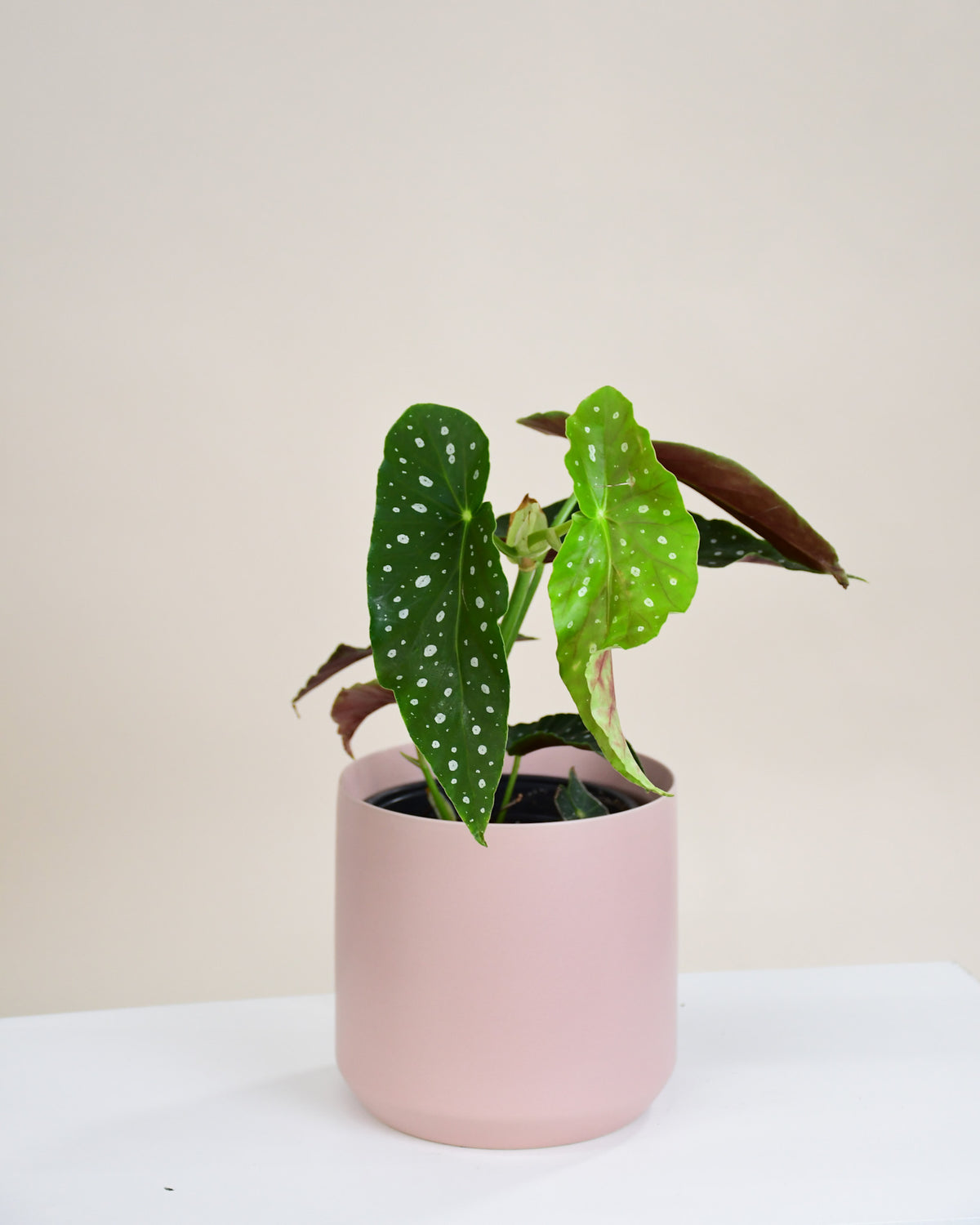 Begonia maculata