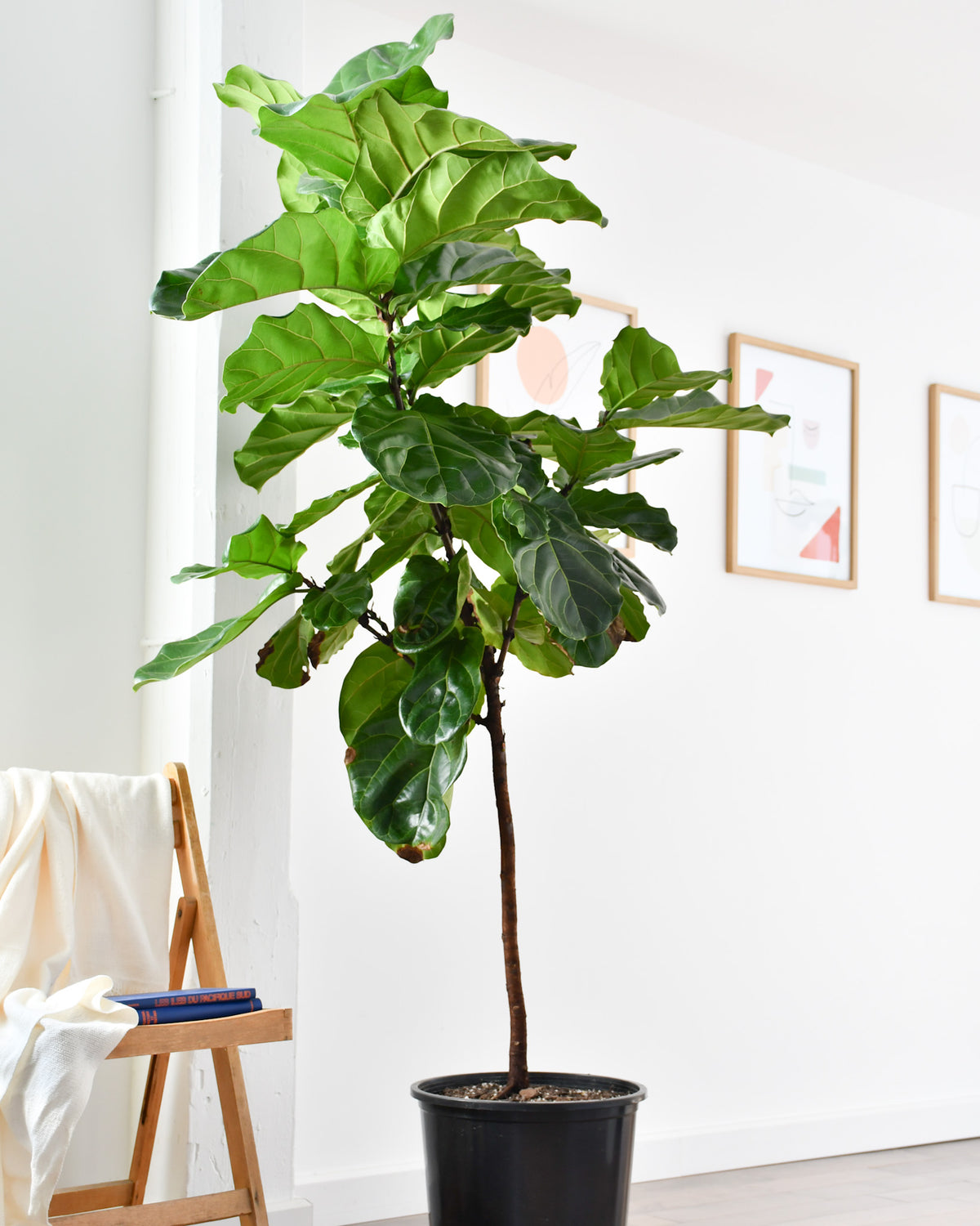 Ficus Lyrata Arbre