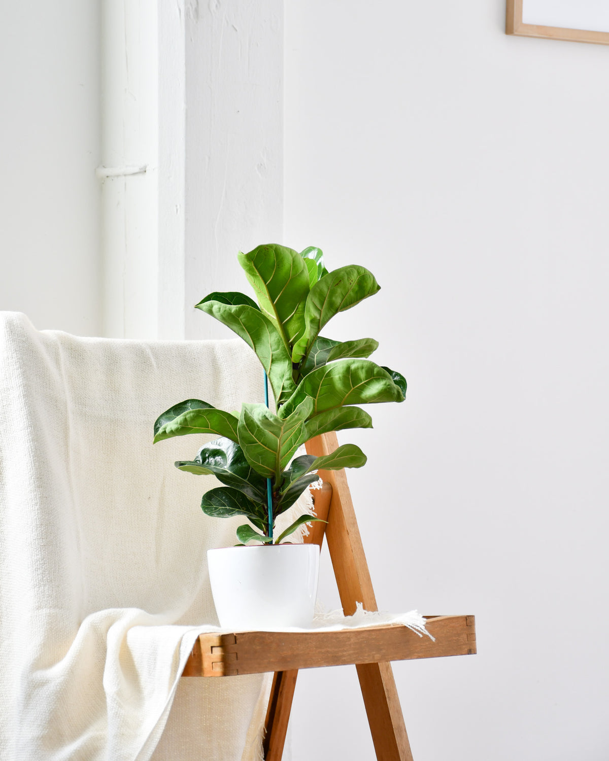 Ficus lyrata « Bambino » 