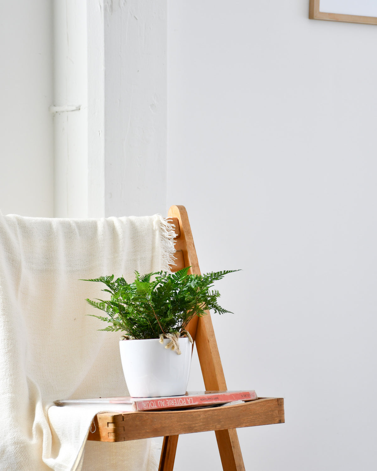 Davallia mariesii « Pattes de lapin »