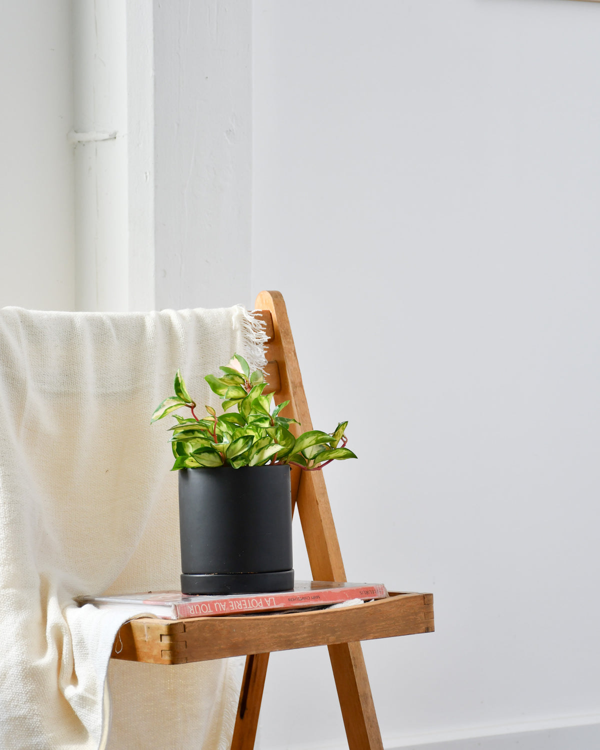 Hoya carnosa « Krimson Princess »