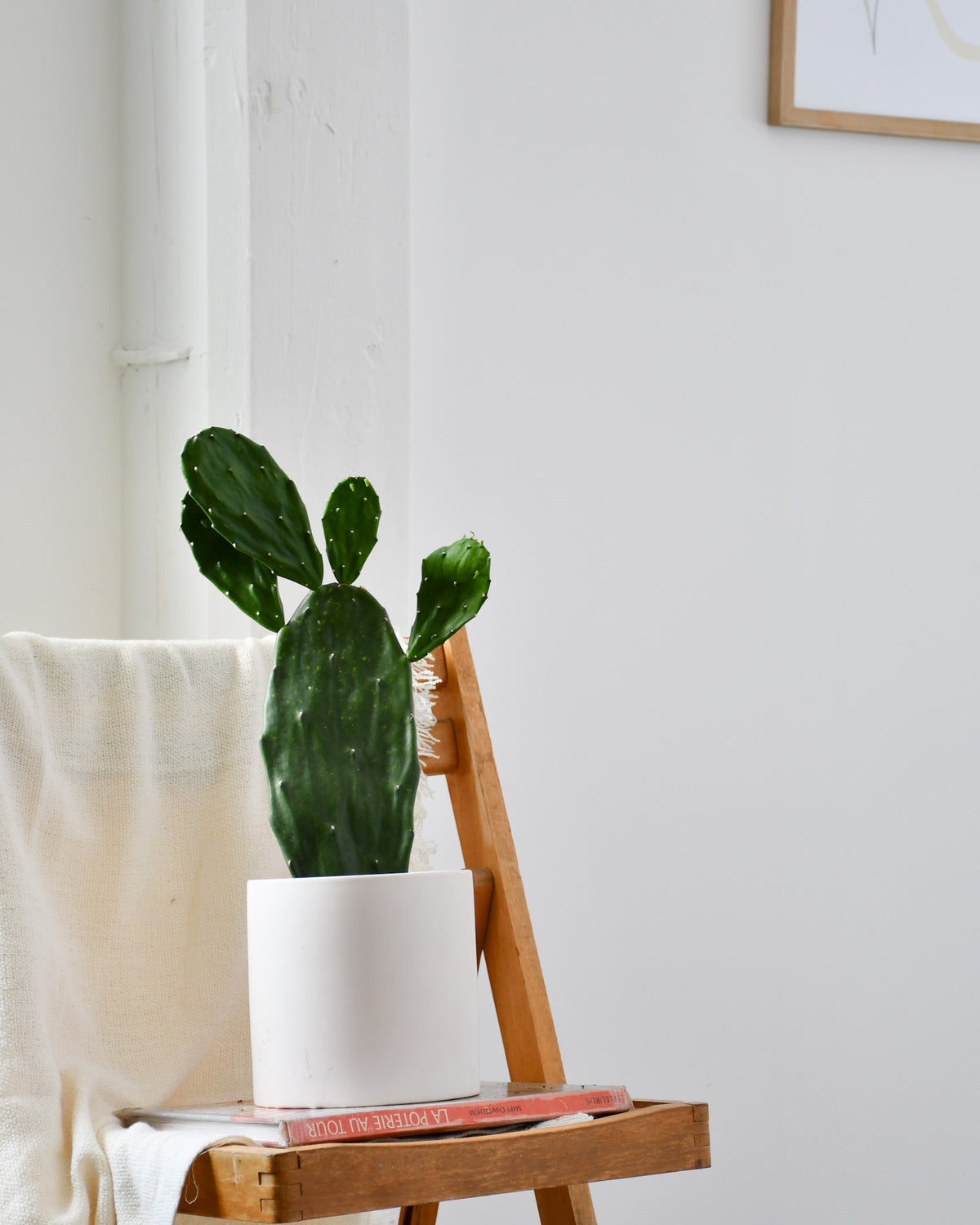 Opuntia ficus-indica