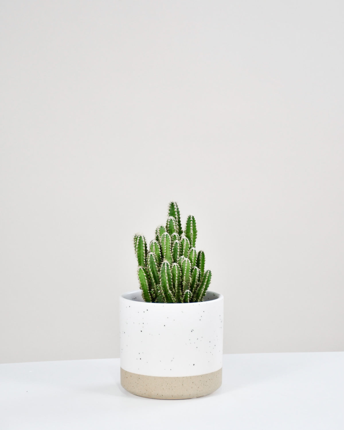 Cereus peruvianus « Paolina » / Cactus « Fairy Castle »