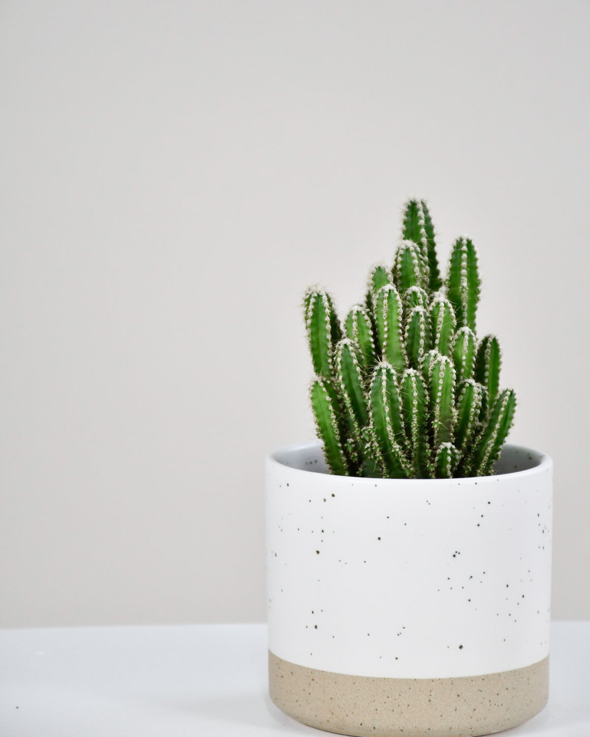 Cereus peruvianus « Paolina » / Cactus « Fairy Castle »