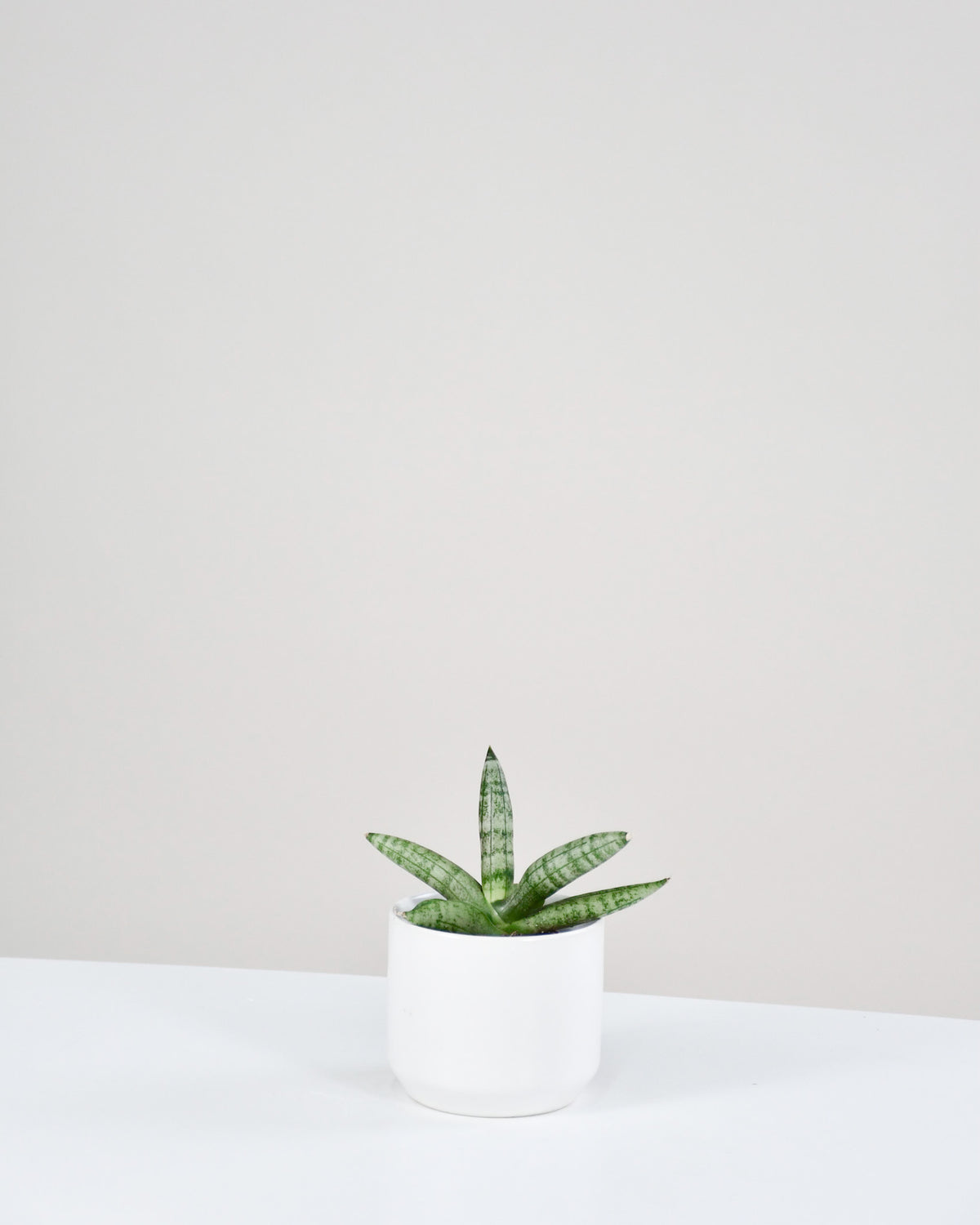 Sansevière cylindrica « Boncel »