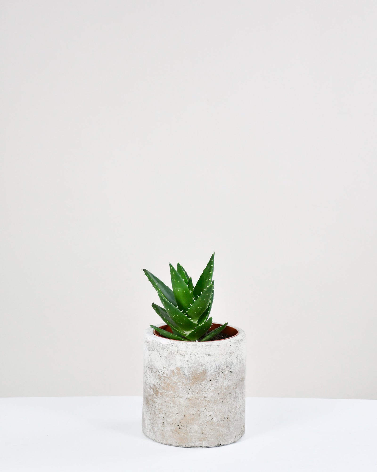 Aloe « Mitriformis »