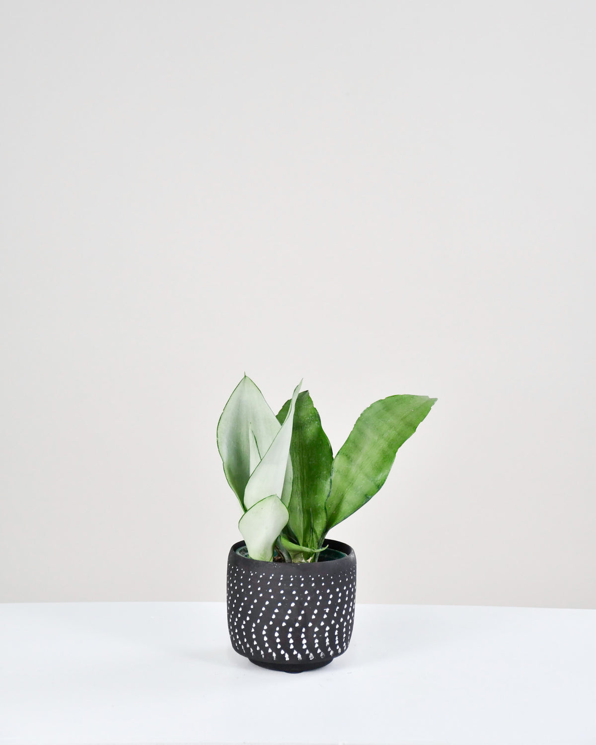 Sansevière trifasciata « Moonshine »