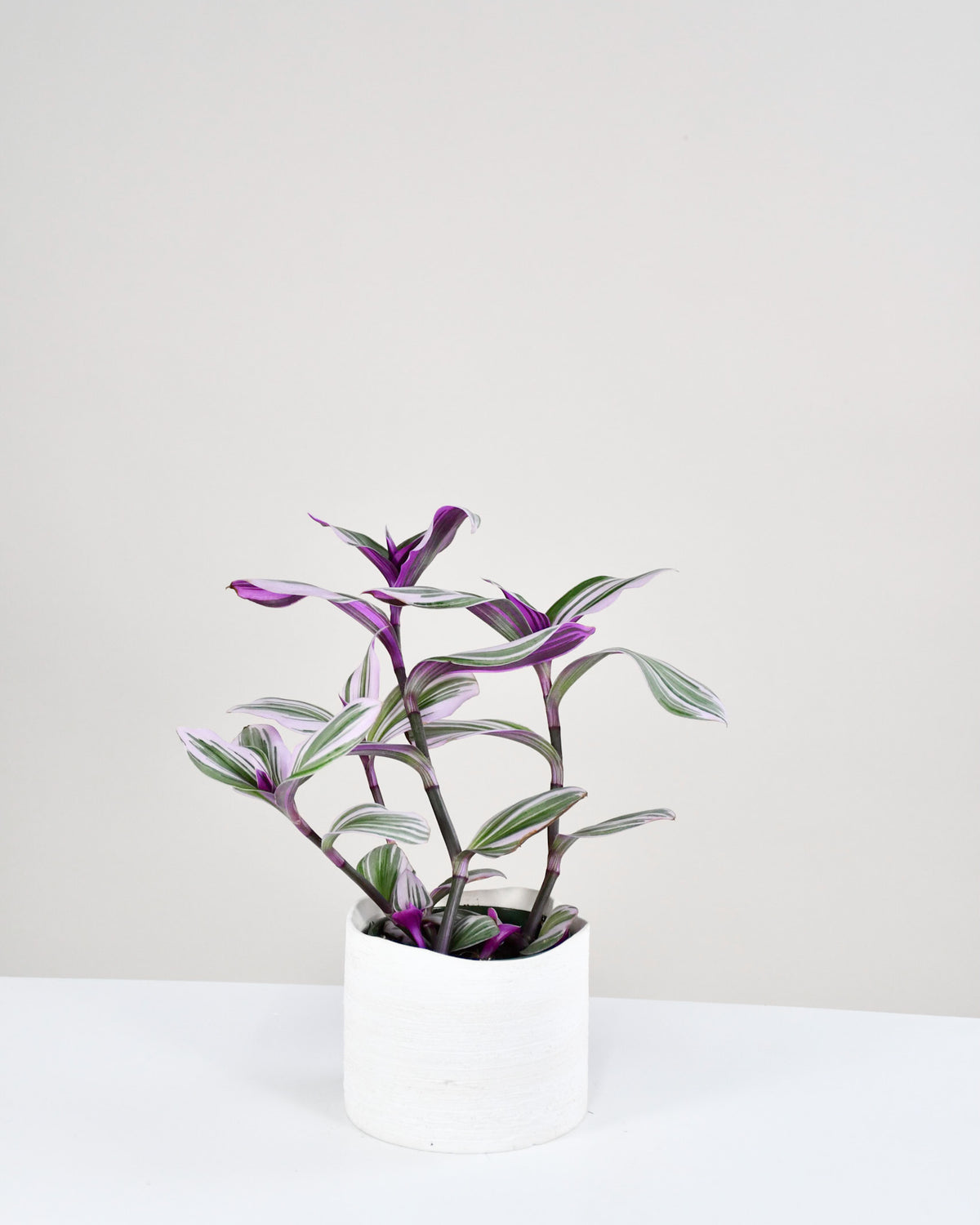 Tradescantia albiflora « Nanouk » 