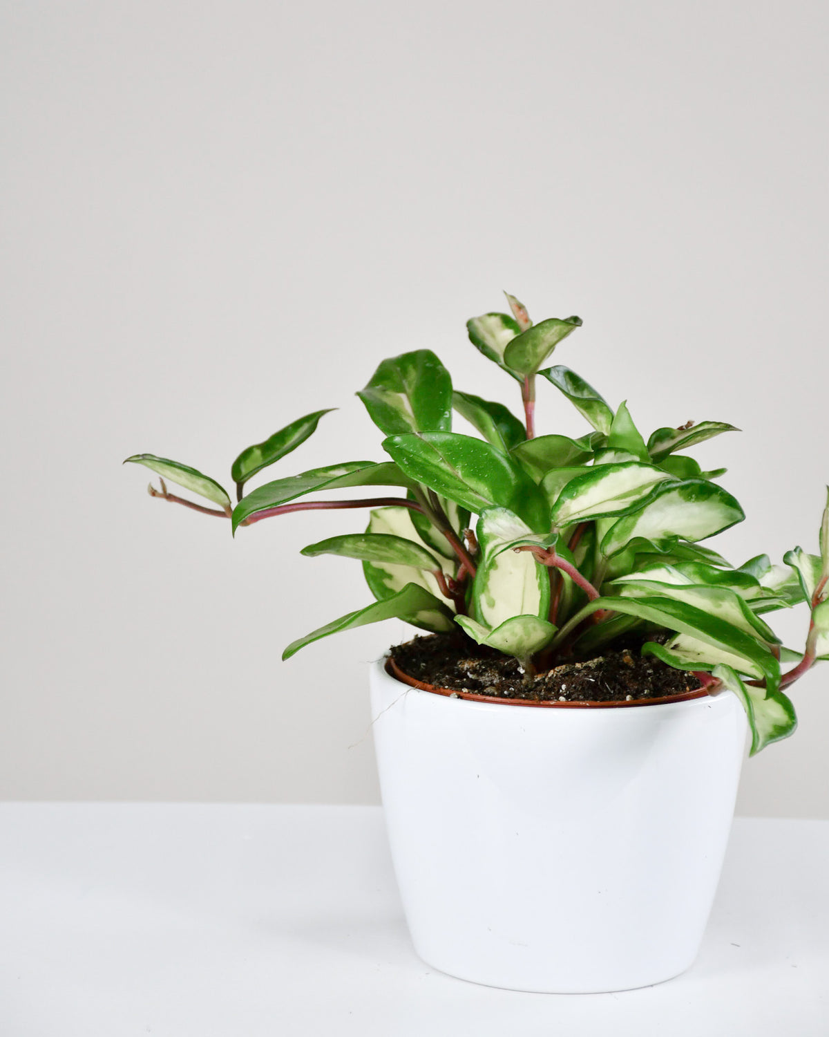 Hoya carnosa « Krimson Princess »