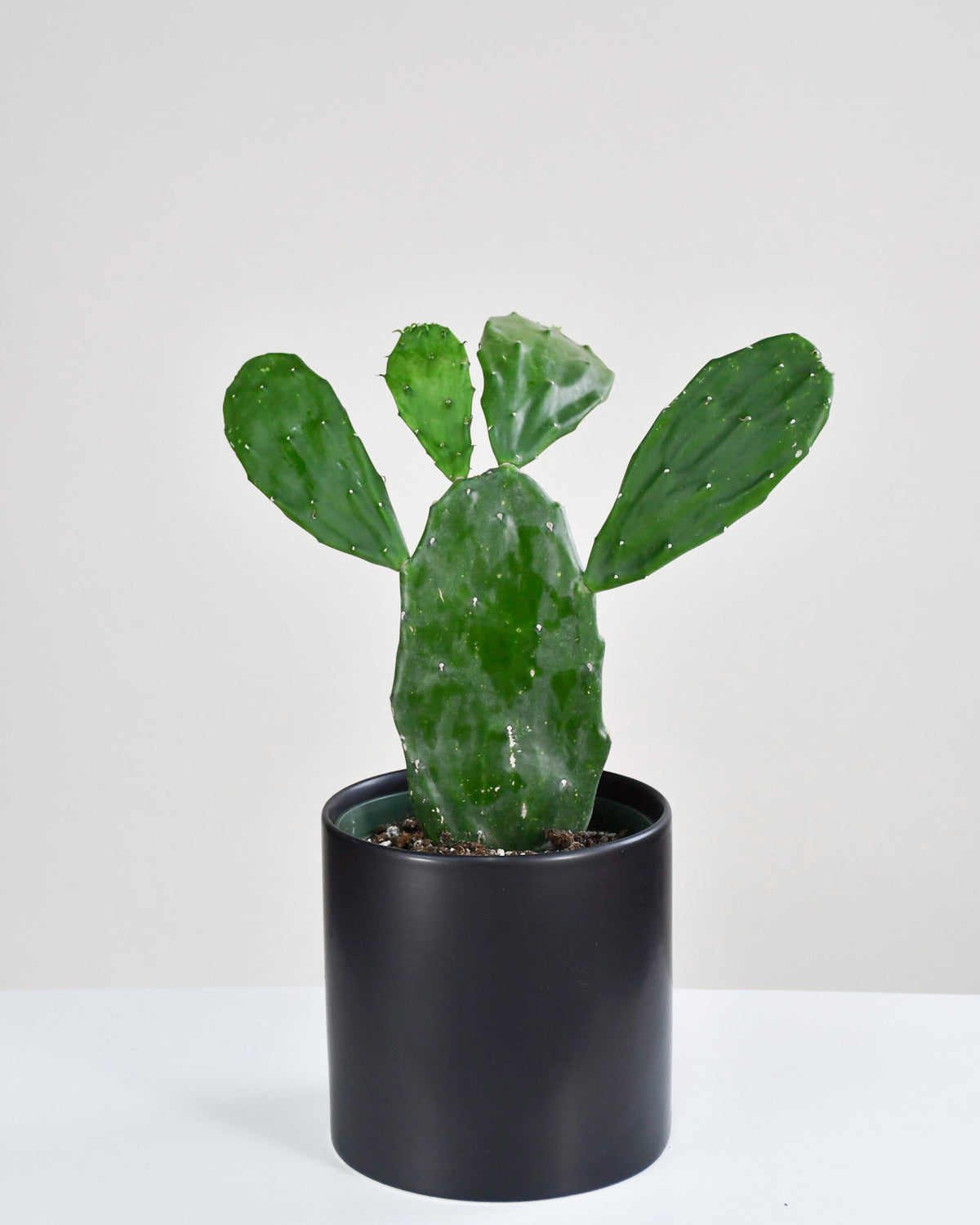 Opuntia ficus-indica