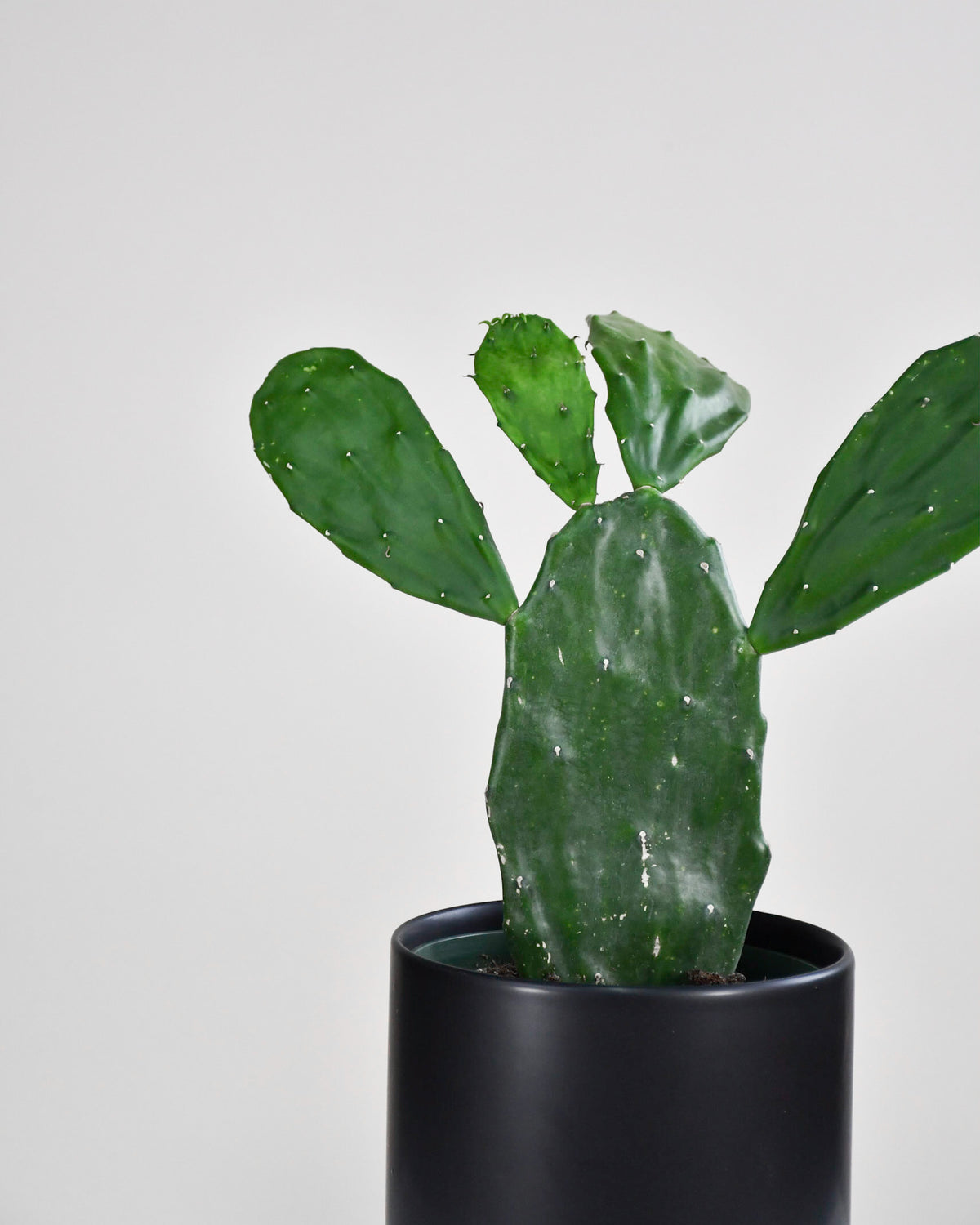 Opuntia ficus-indica