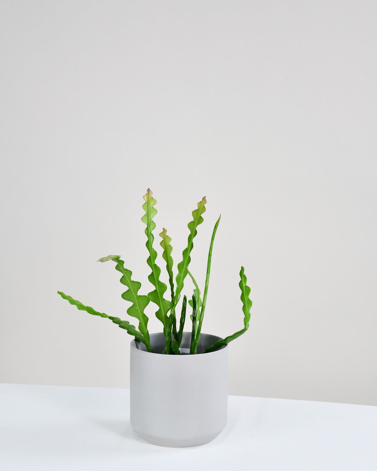 Epiphyllum anguliger « Cactus Zigzag »