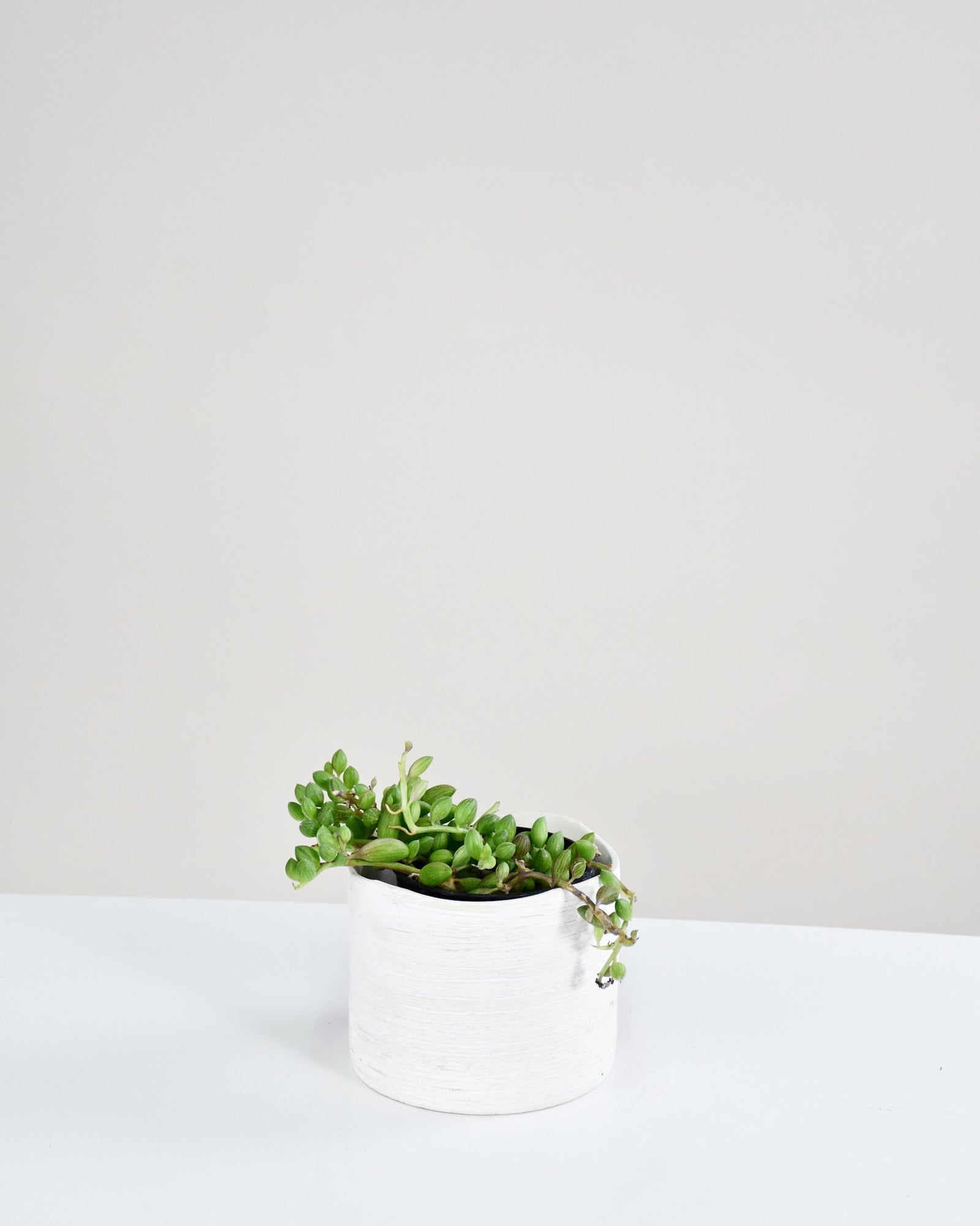 Senecio Herrieanus « melon d'eau »