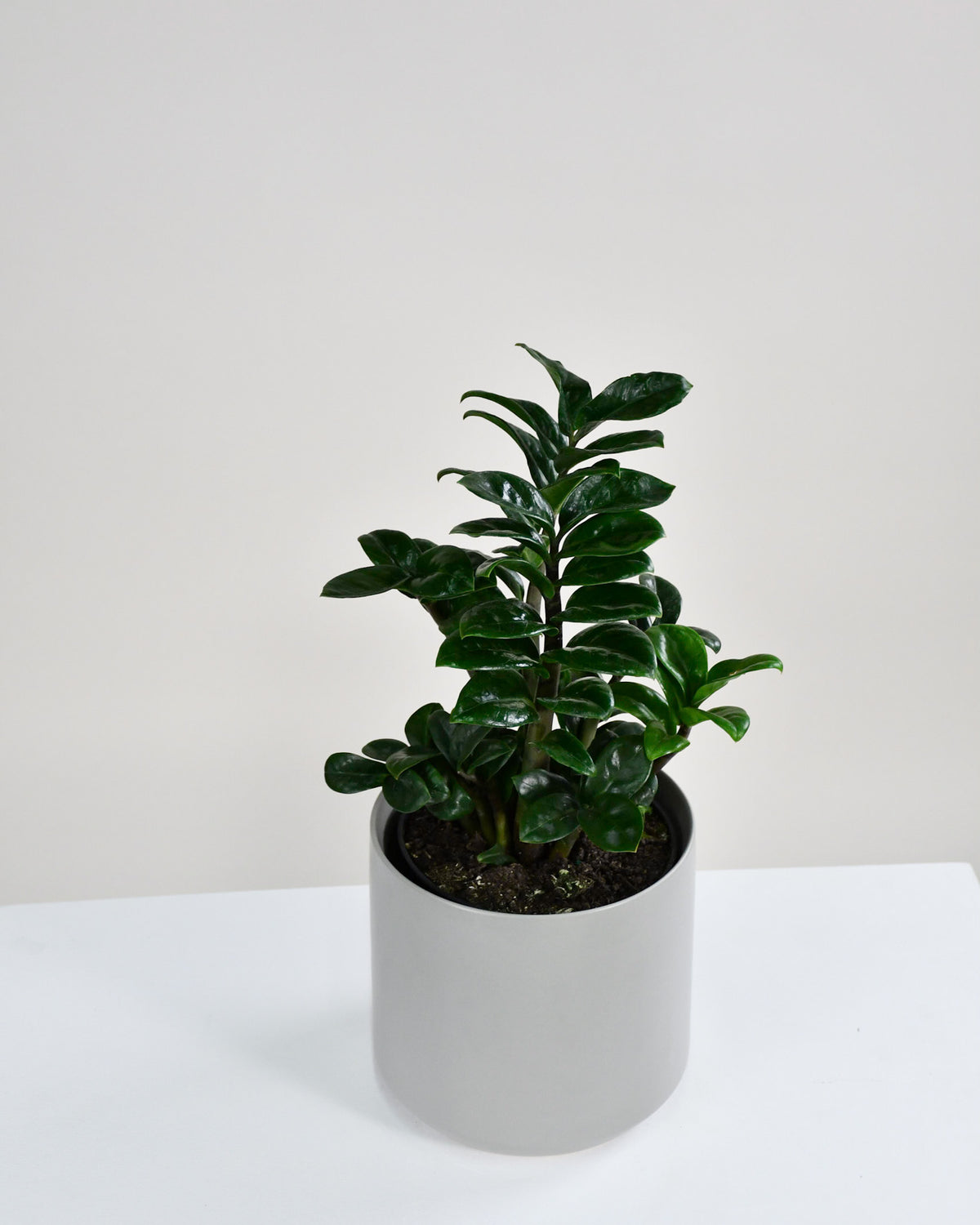 Zamioculcas zamiifolia « Zenzi »