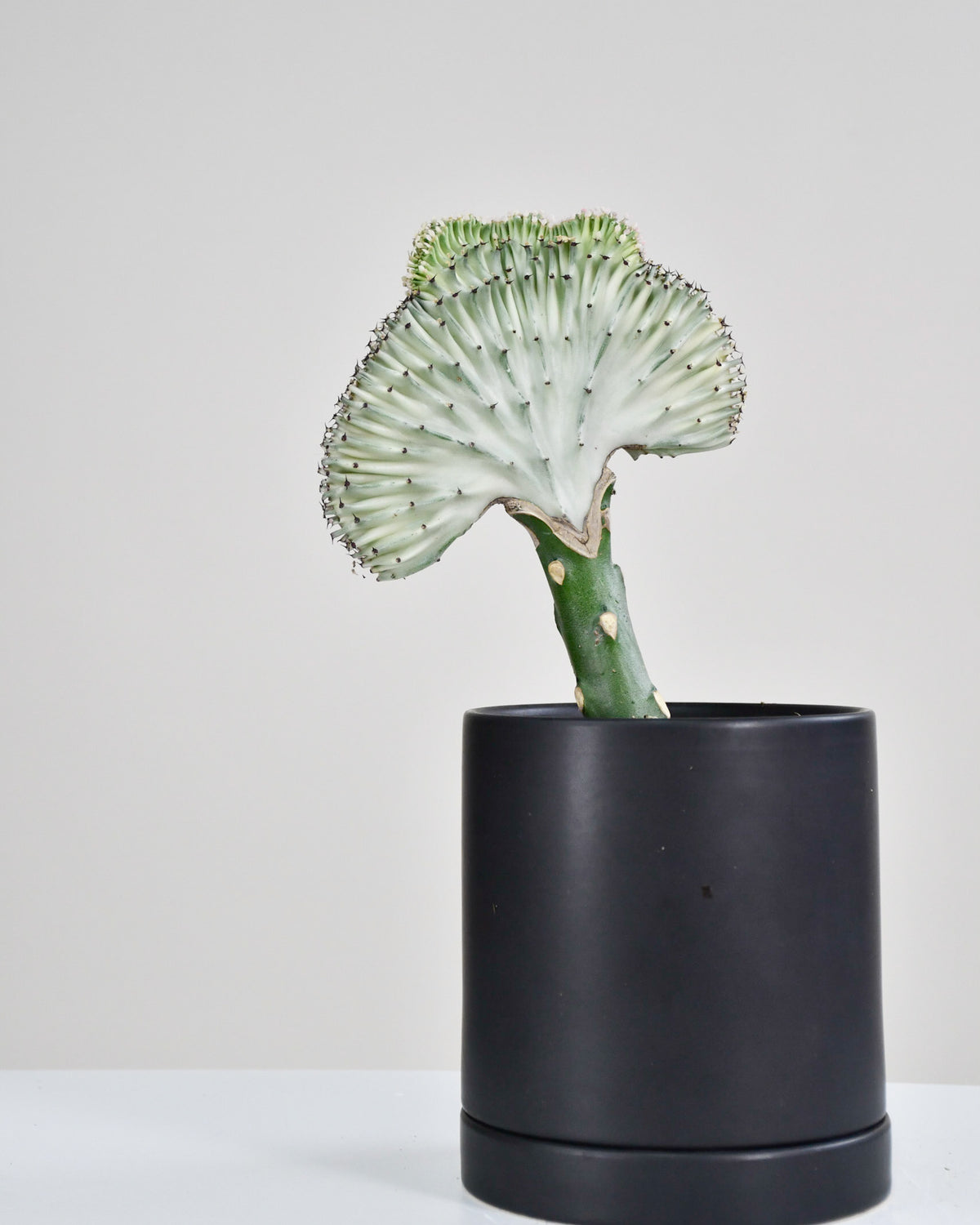 Euphorbia lactea « Cactus Corail » Greffé