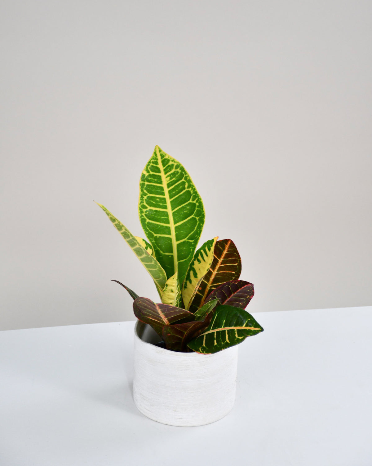 Codiaeum assorties