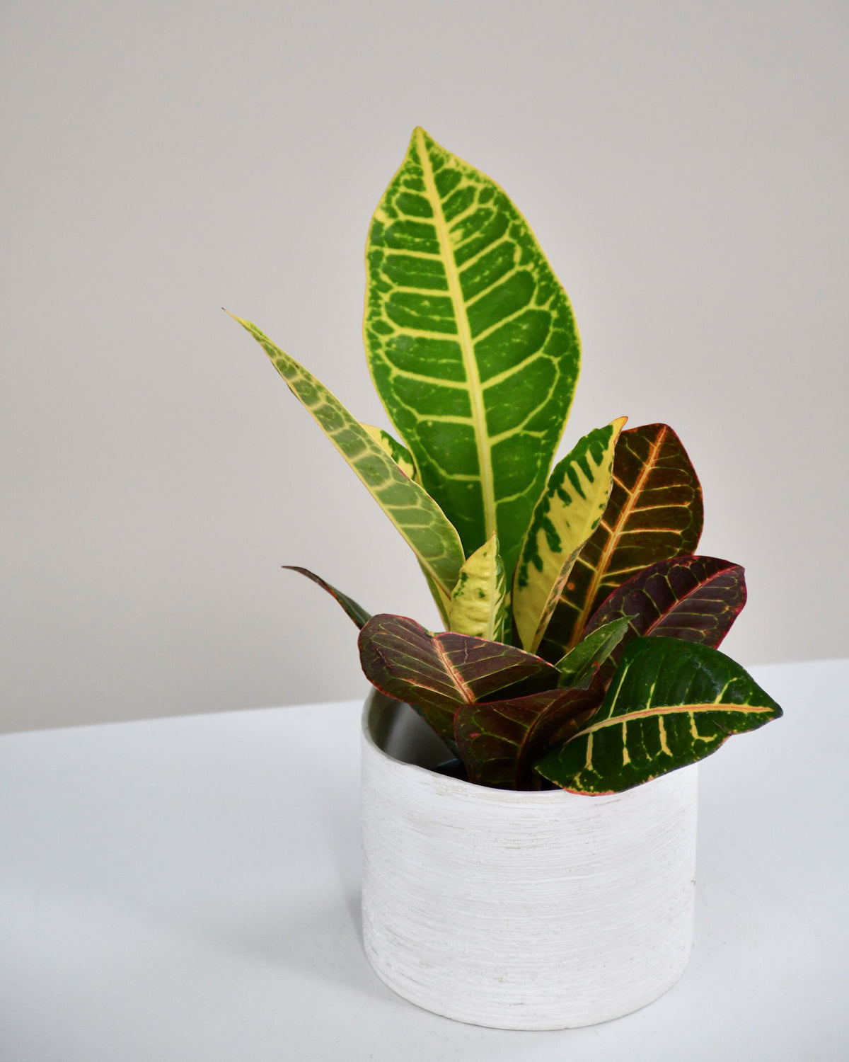 Codiaeum assorties
