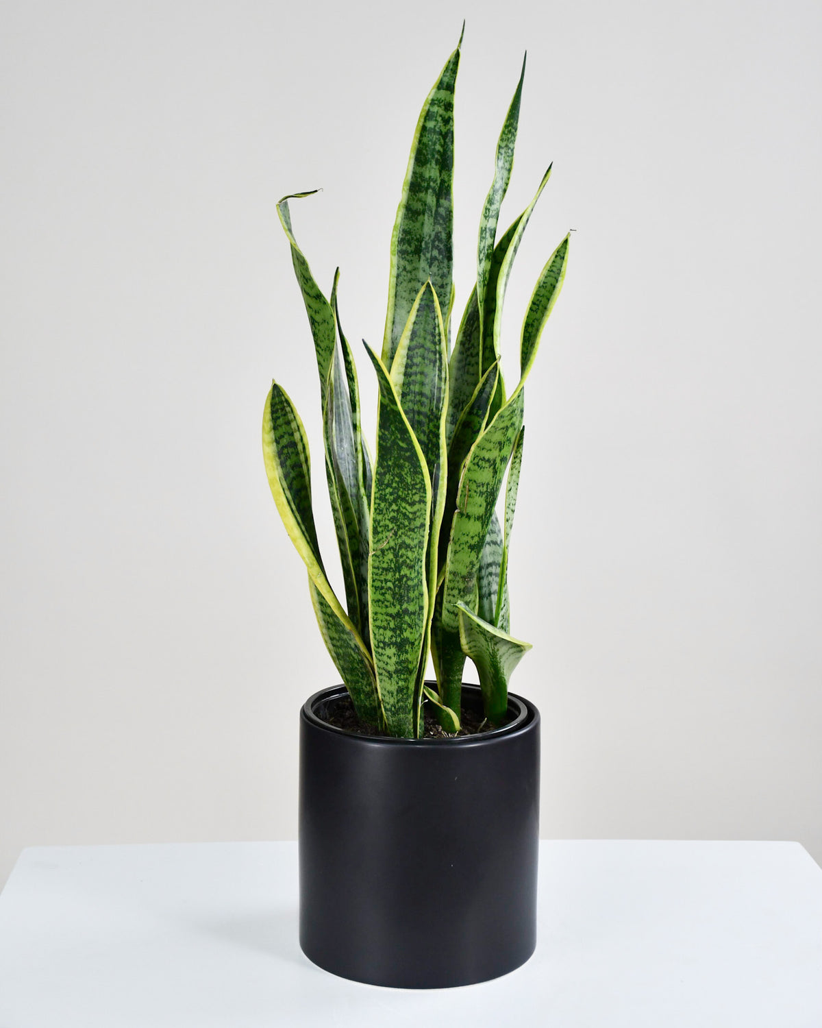 Sansevière trifasciata « Laurentii » 