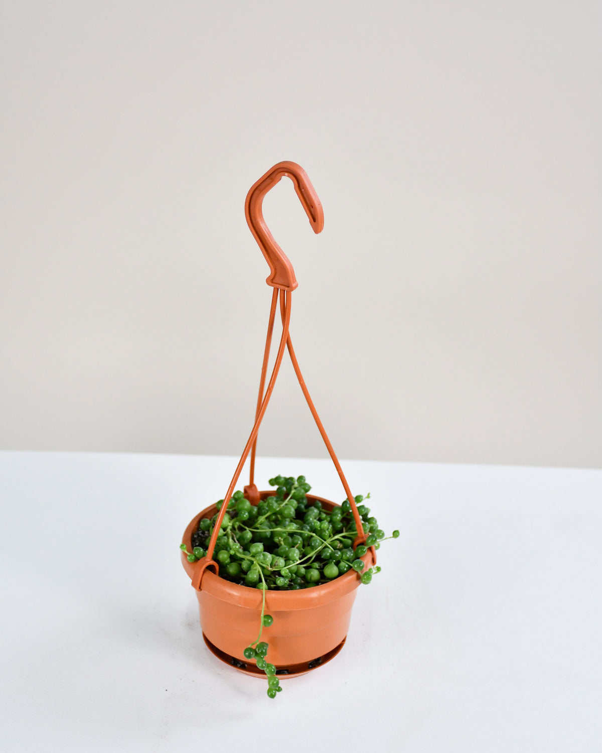 Senecio rowleyianus « Collier de Perles » 