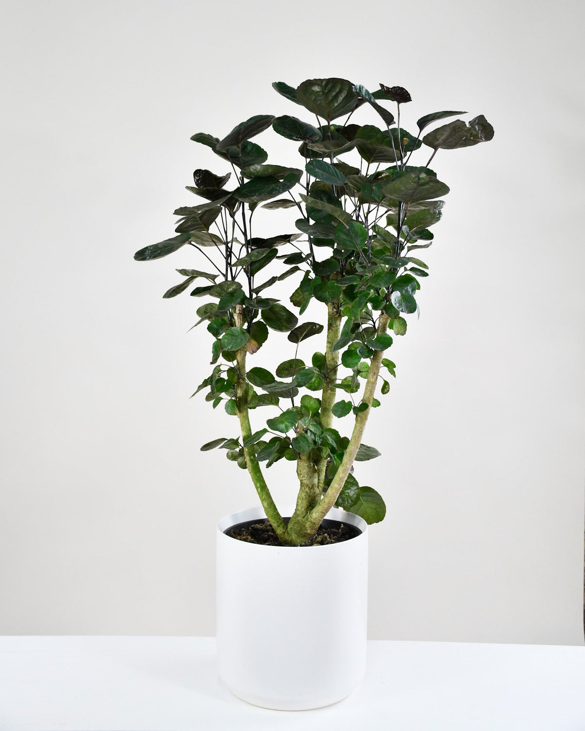 Aralia balfouriana