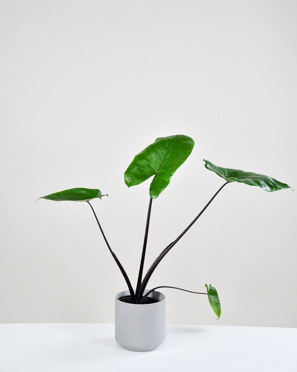 Alocasia « Dark Star »