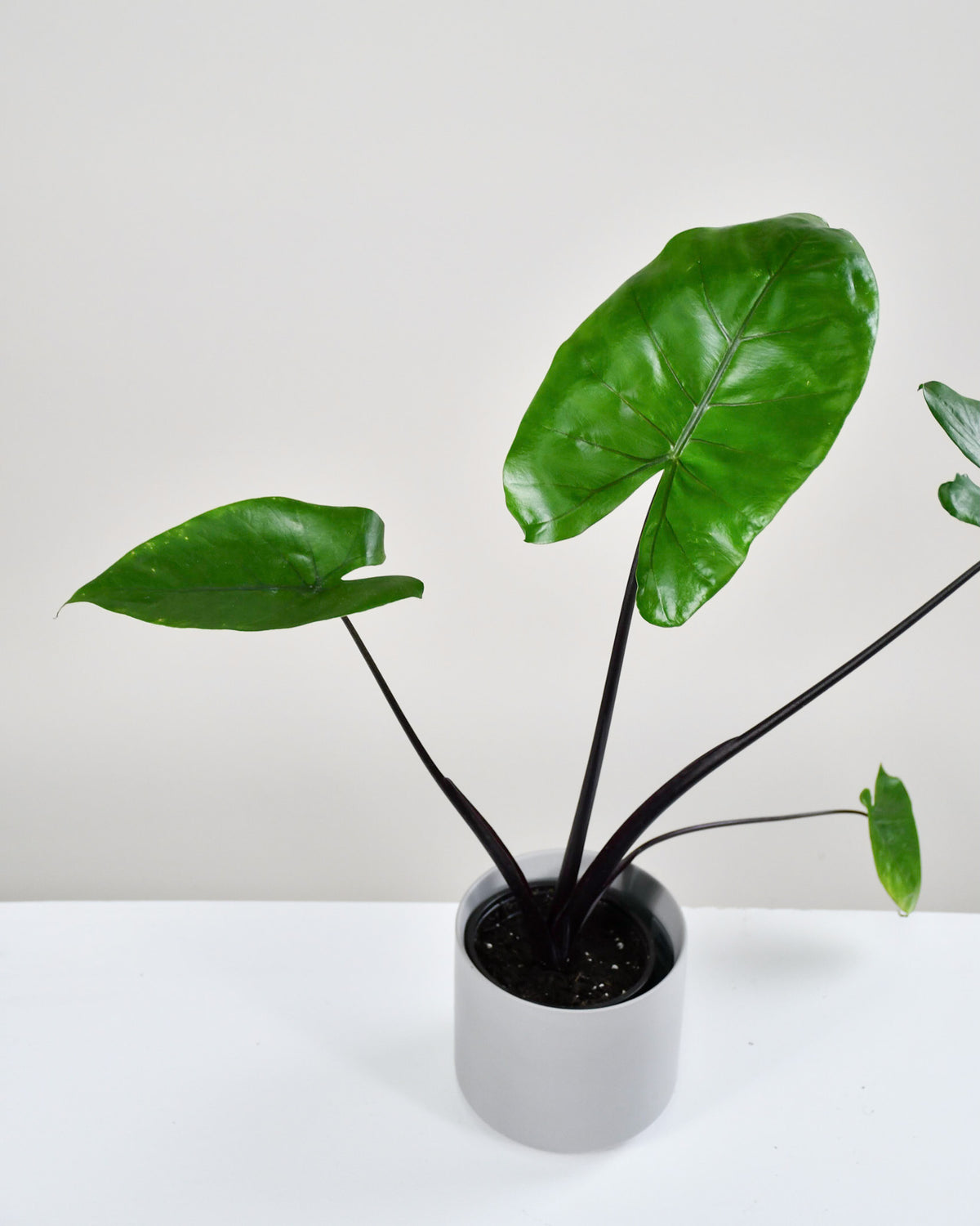 Alocasia « Dark Star »