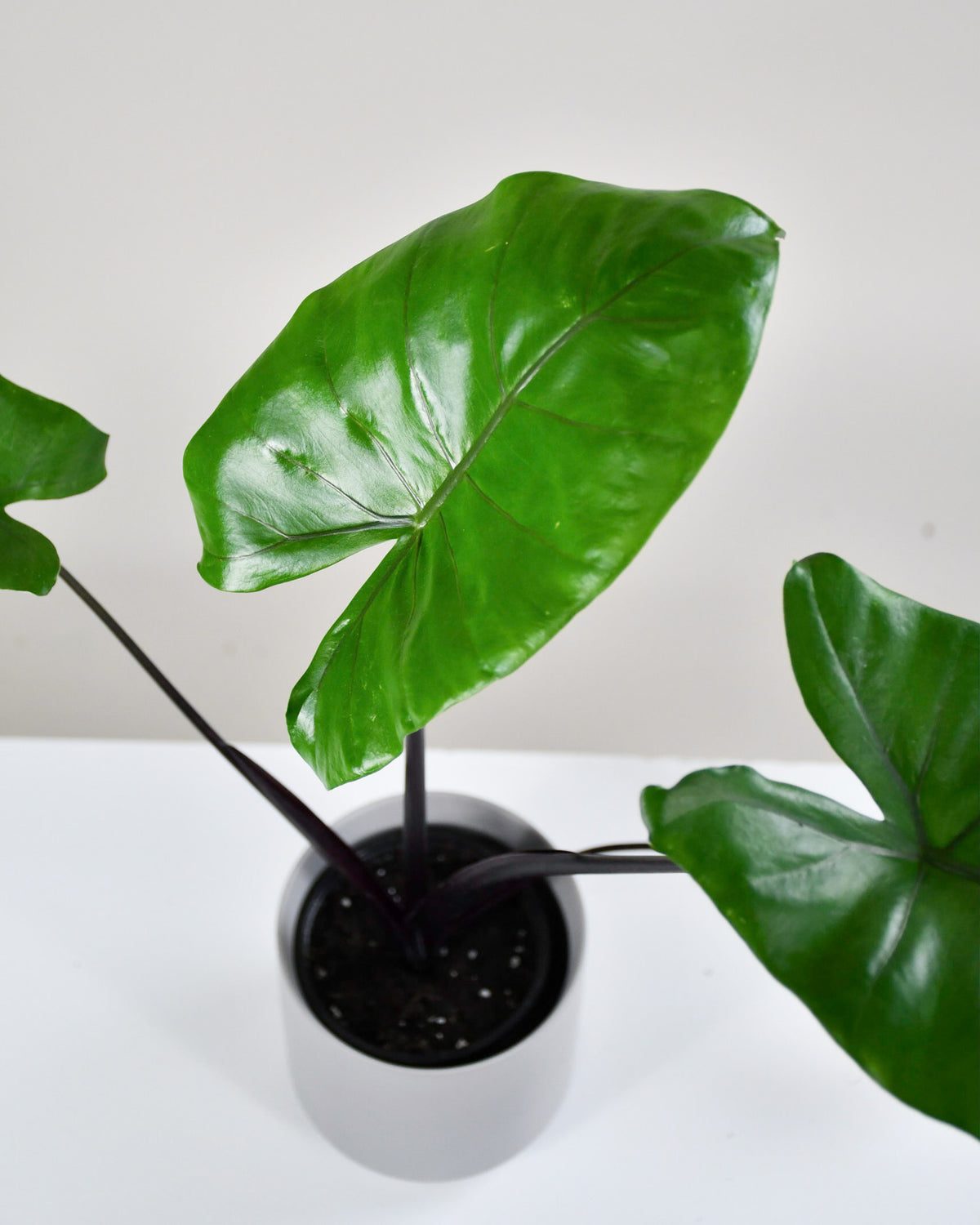 Alocasia « Dark Star »