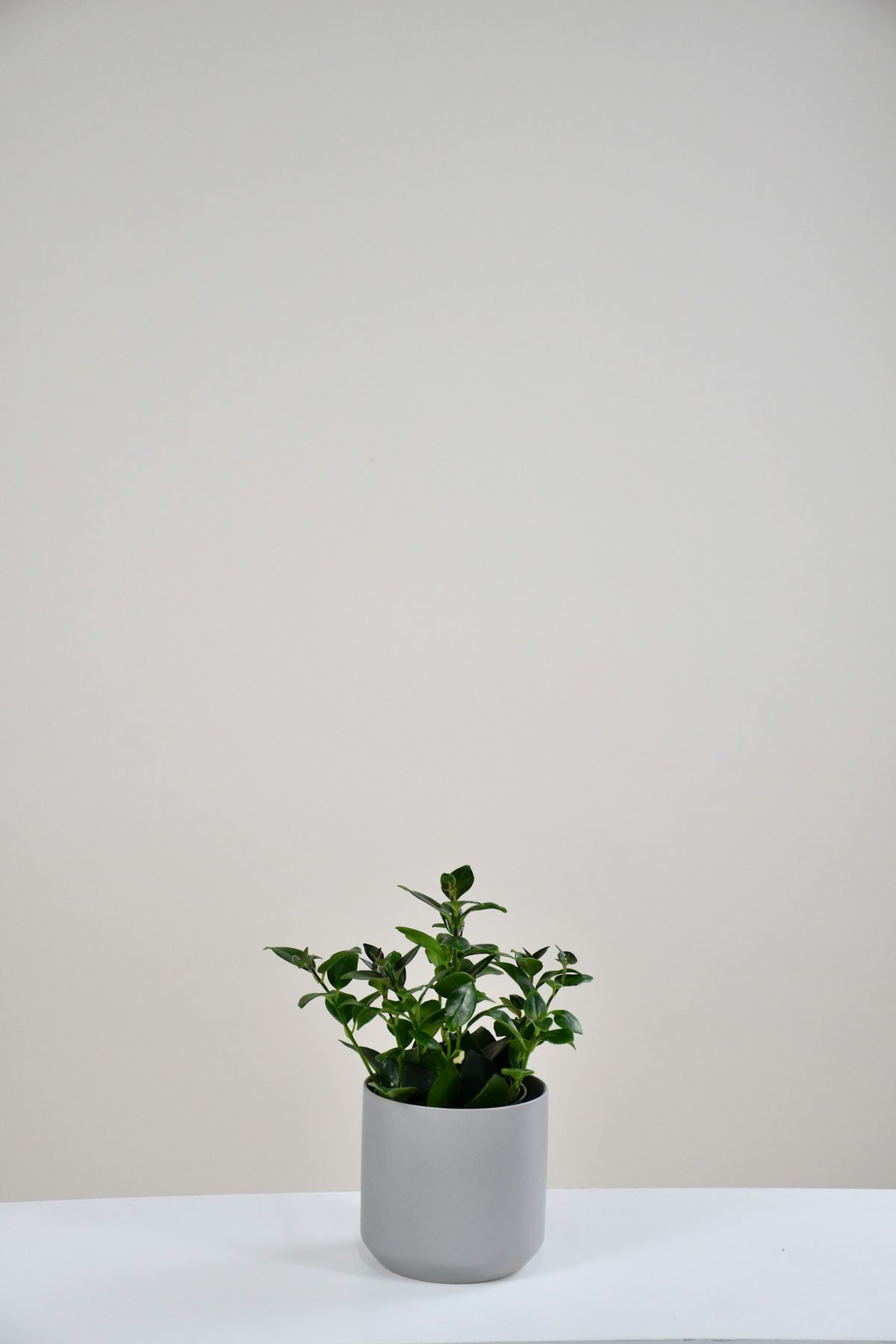 Aeschynanthus lobianus « Mona Lisa »