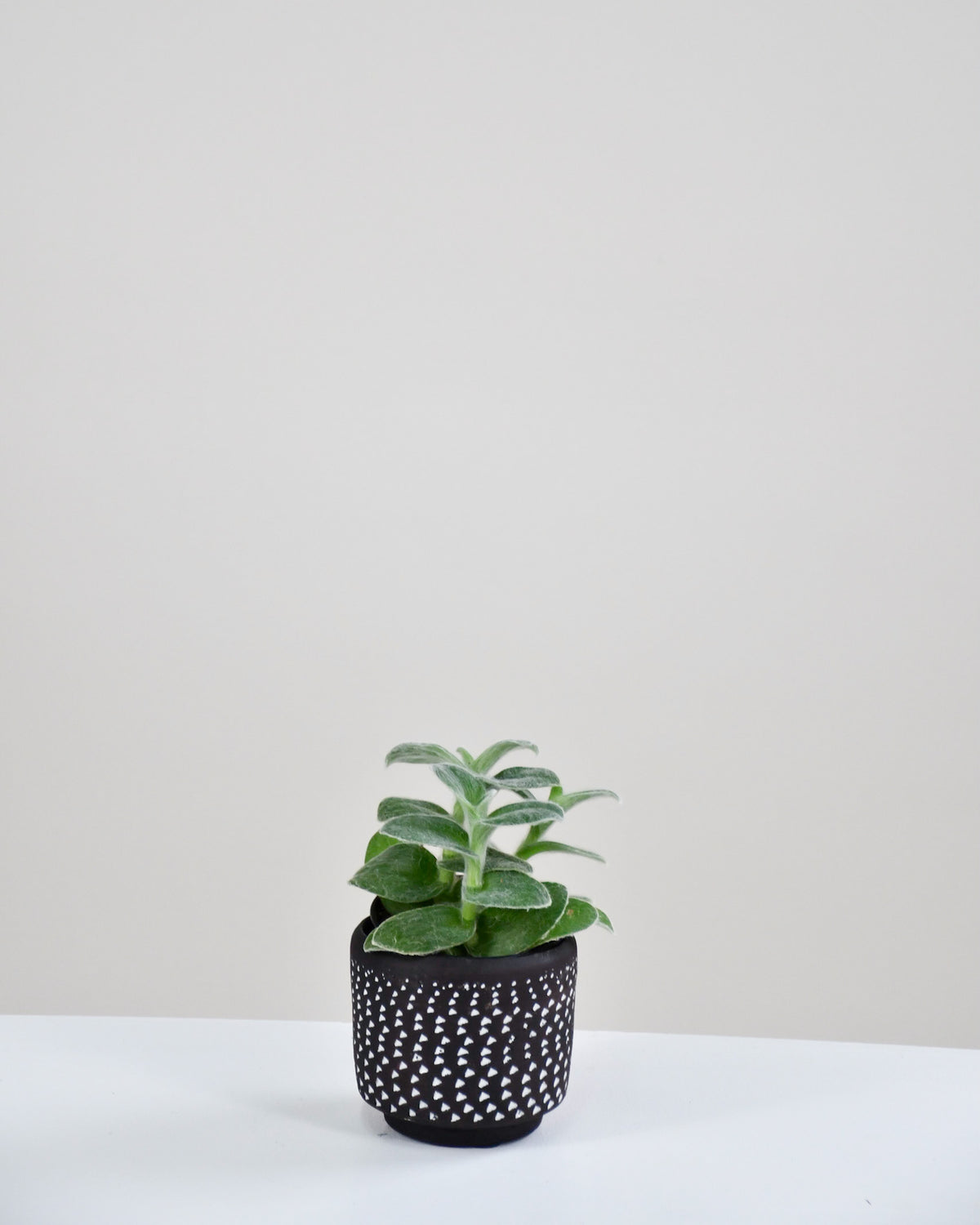 Tradescantia « White Velvet » 
