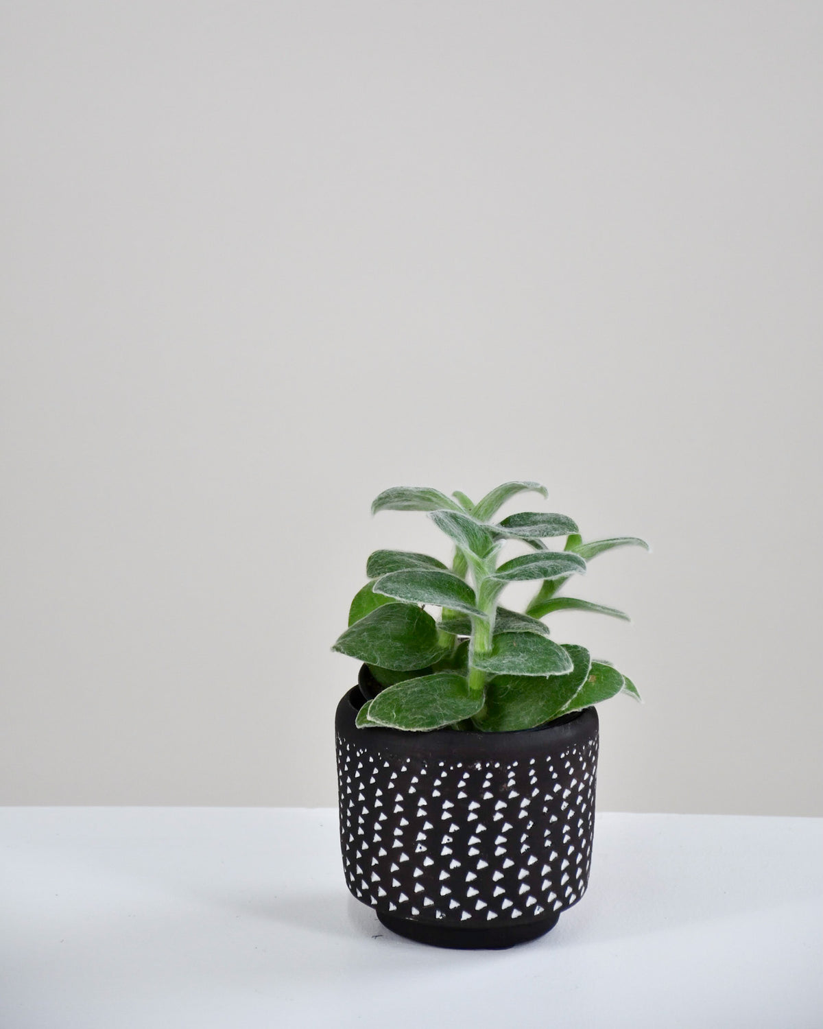 Tradescantia « White Velvet » 